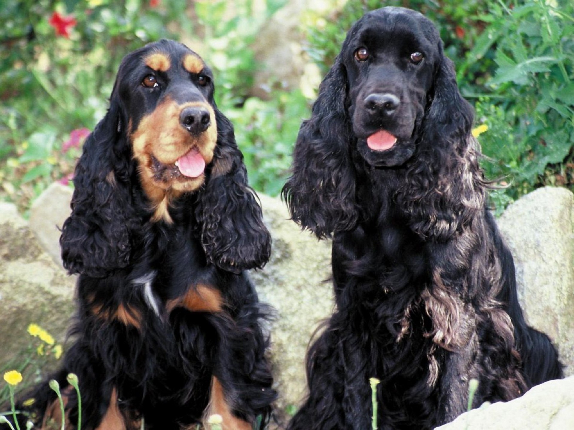 English Cocker Spaniel Wallpaper Data Src Best Cocker Cocker Spaniel Black