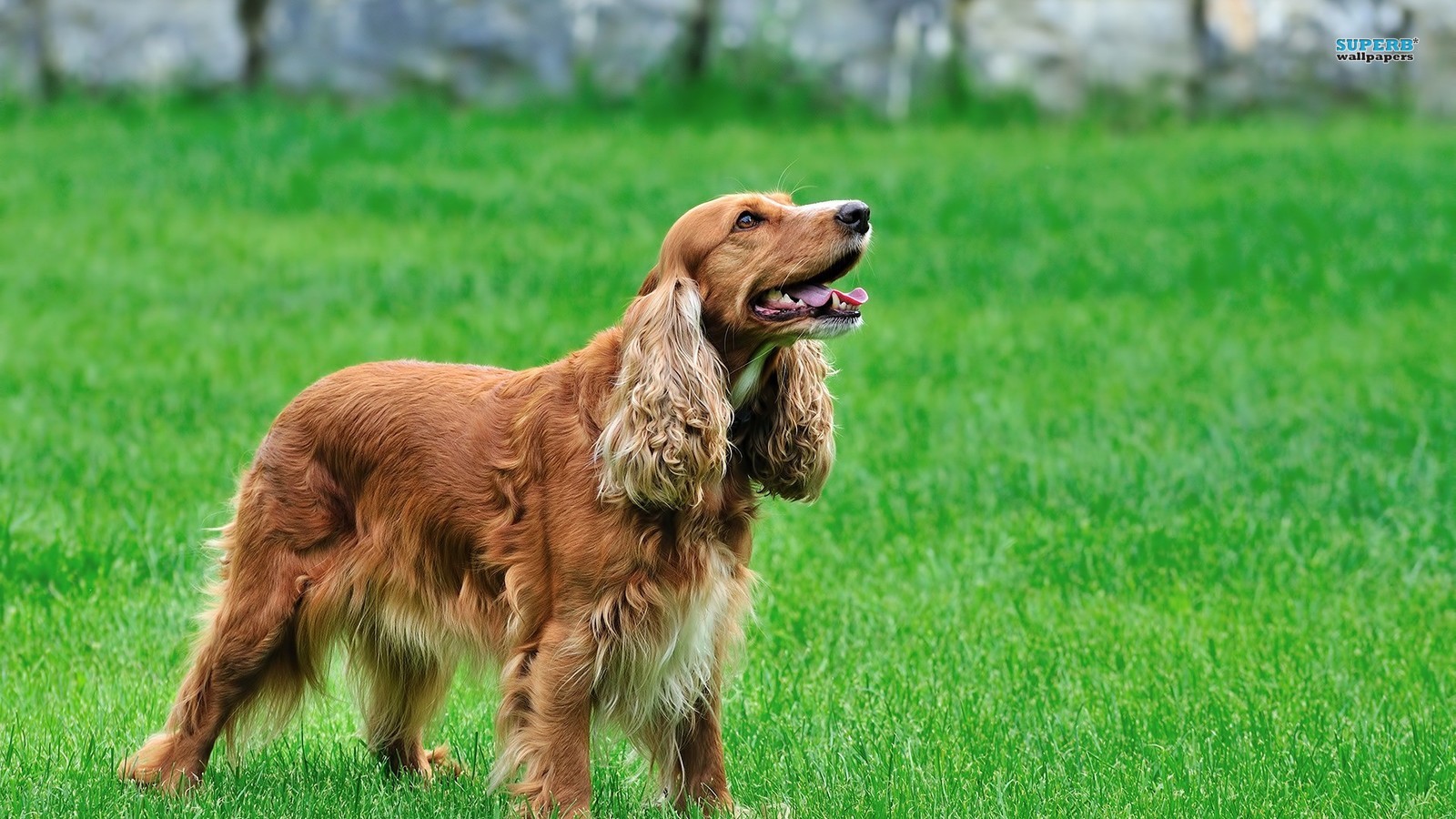 English Cocker Spaniel