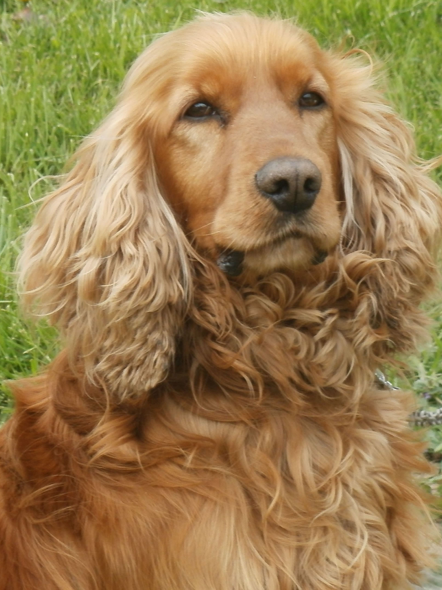 Free download English Cocker Spaniel wallpaper [3840x2160] for your Desktop, Mobile & Tablet. Explore Cocker Spaniel Wallpaper. Free Black Cocker Spaniel Wallpaper, Cocker Spaniel Wallpaper Background