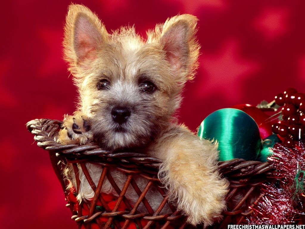 Pets. Cairn terrier puppies, Christmas puppy, Cute cats and dogs