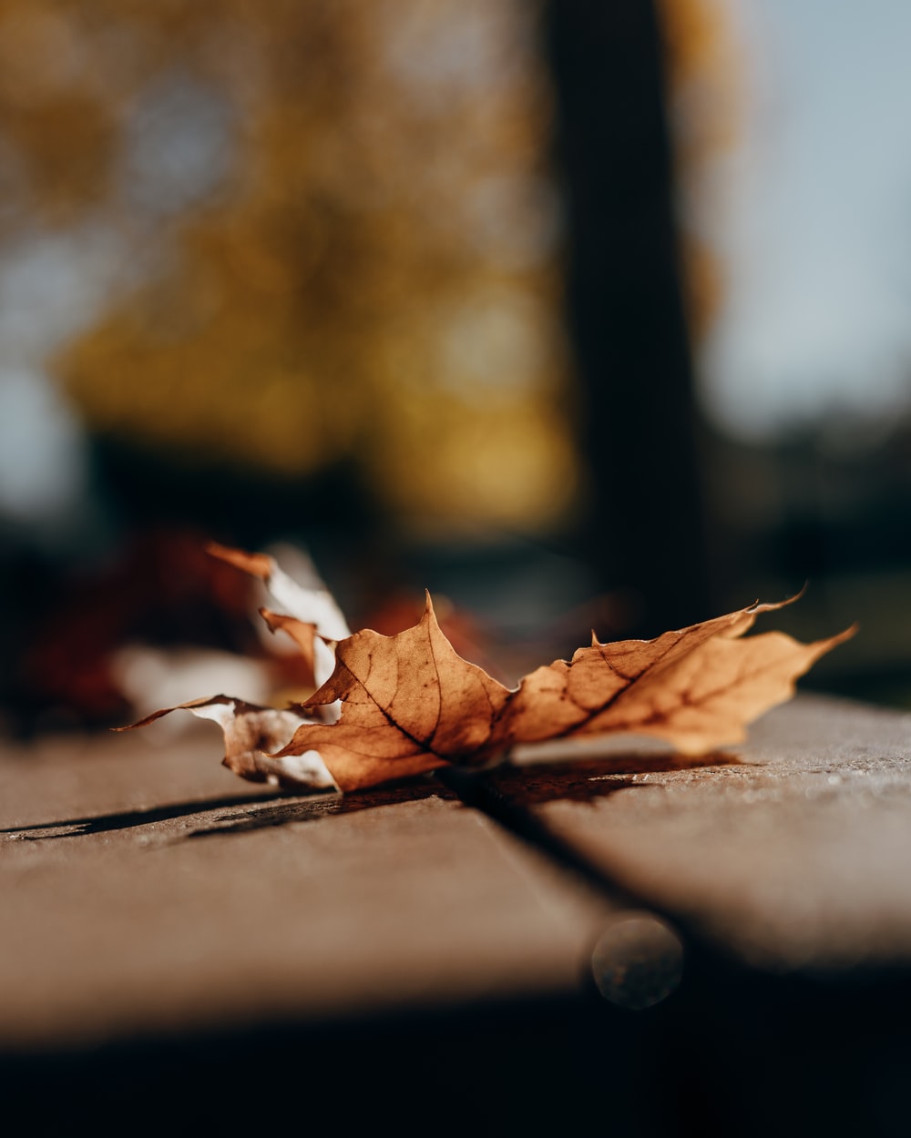 macro shot of dried leaves photo