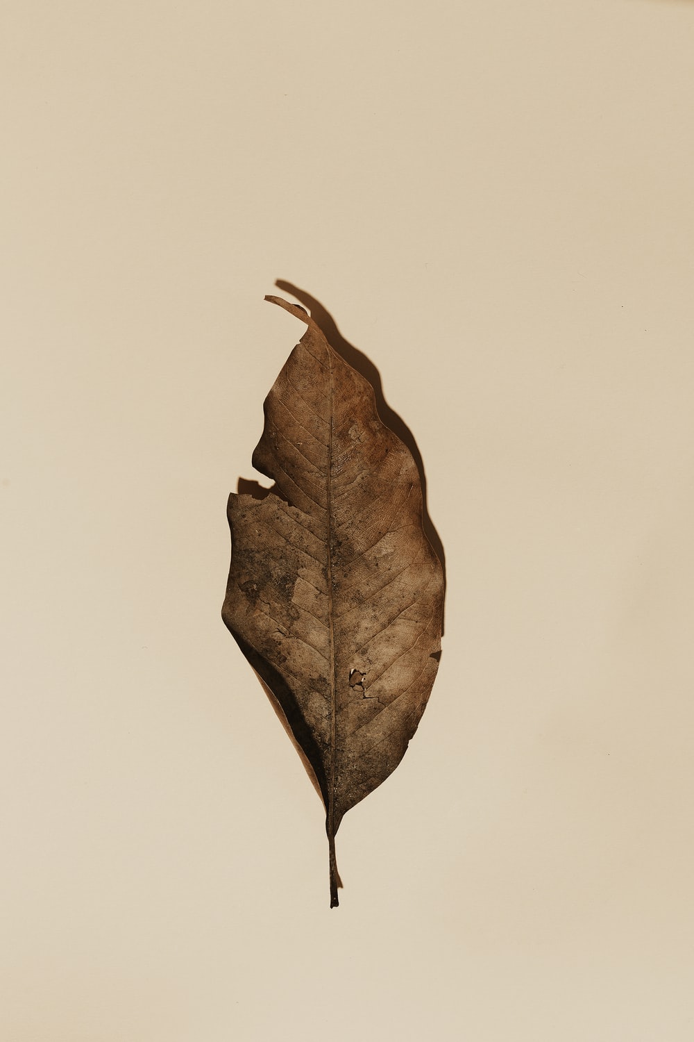 Dead Leaf Picture. Download Free Image