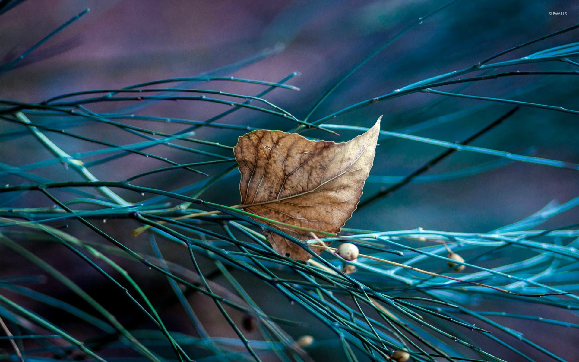 Dry leaf wallpaper wallpaper
