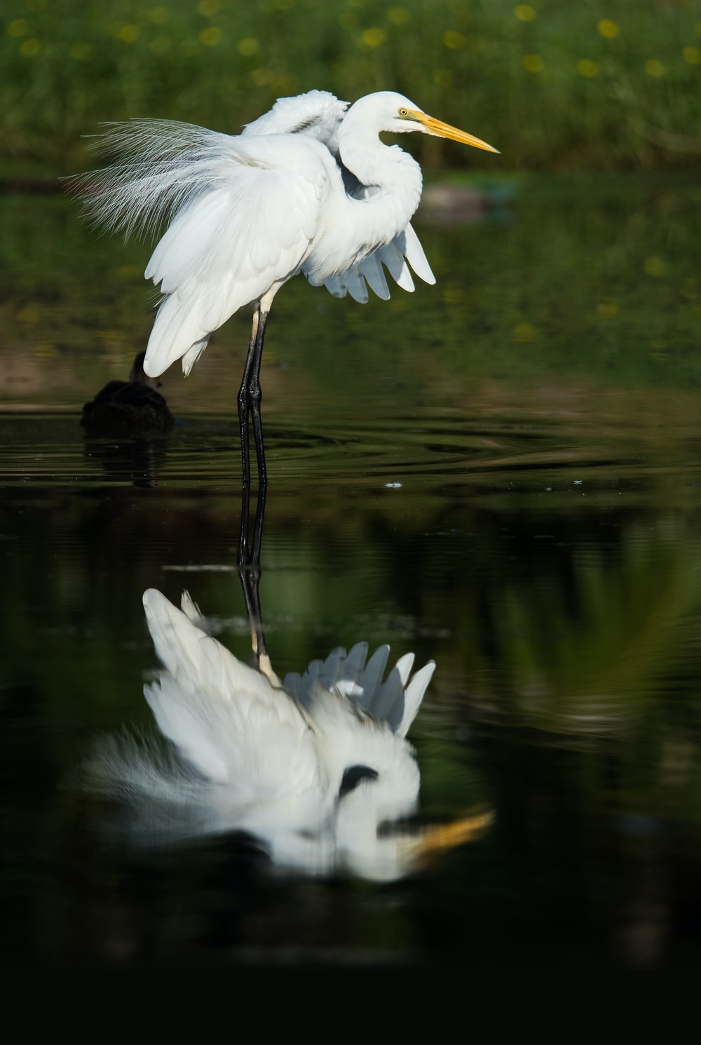 Egret Wallpapers - Wallpaper Cave