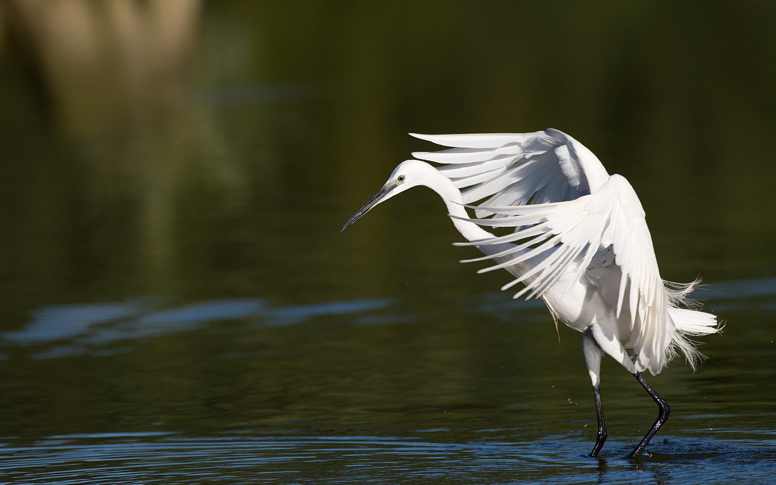 Egret Wallpapers - Wallpaper Cave