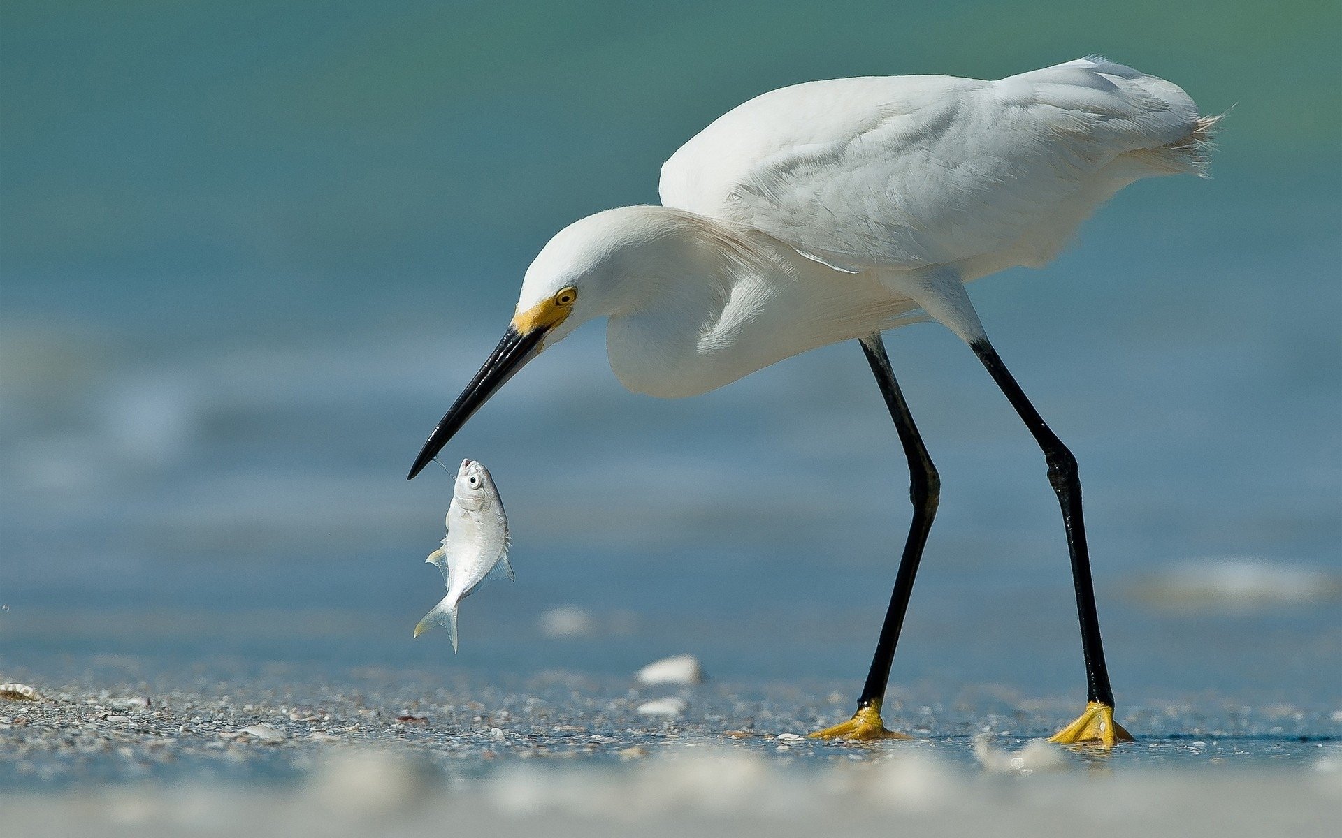 Egret Wallpapers - Wallpaper Cave