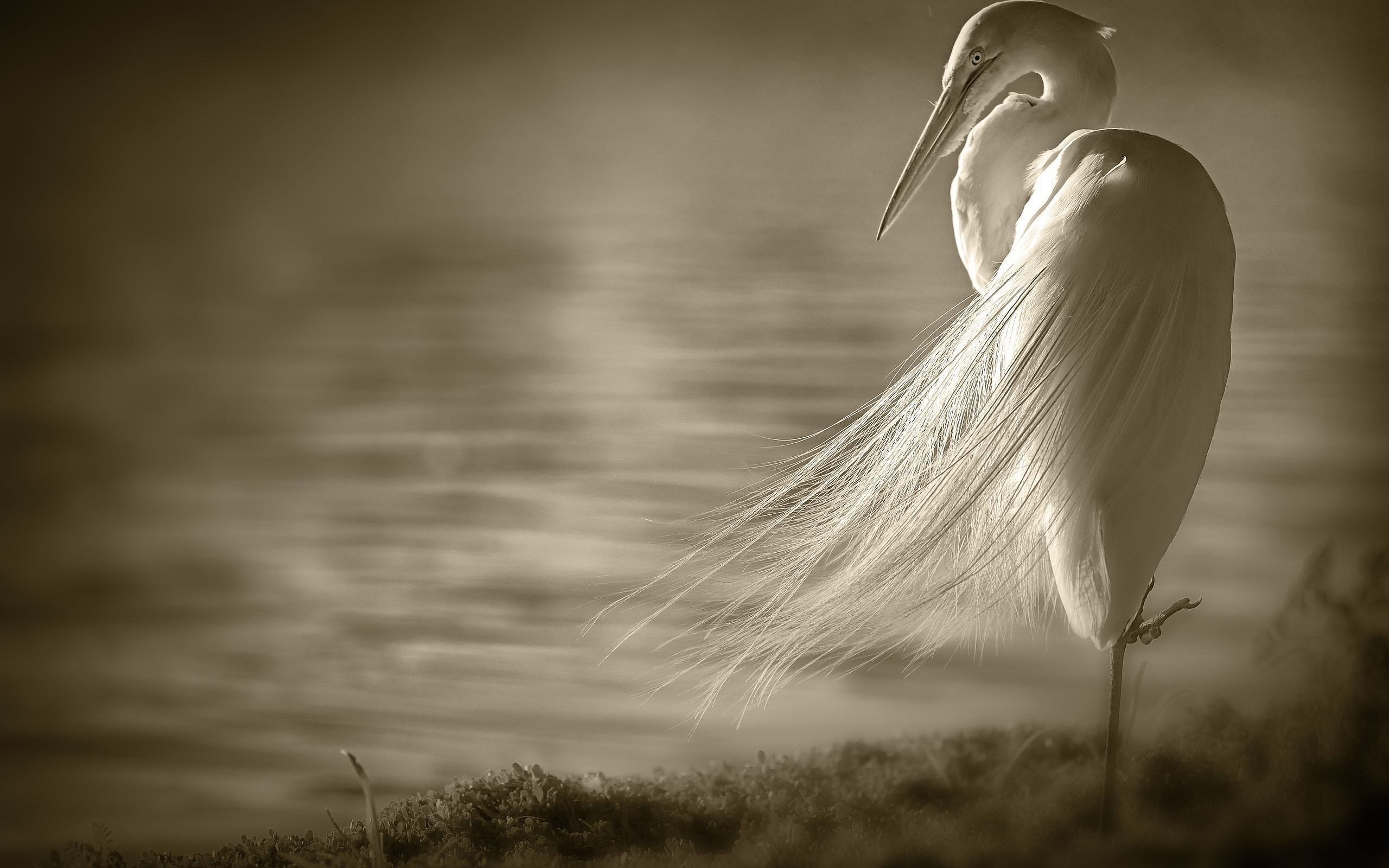 Egret Wallpapers - Wallpaper Cave