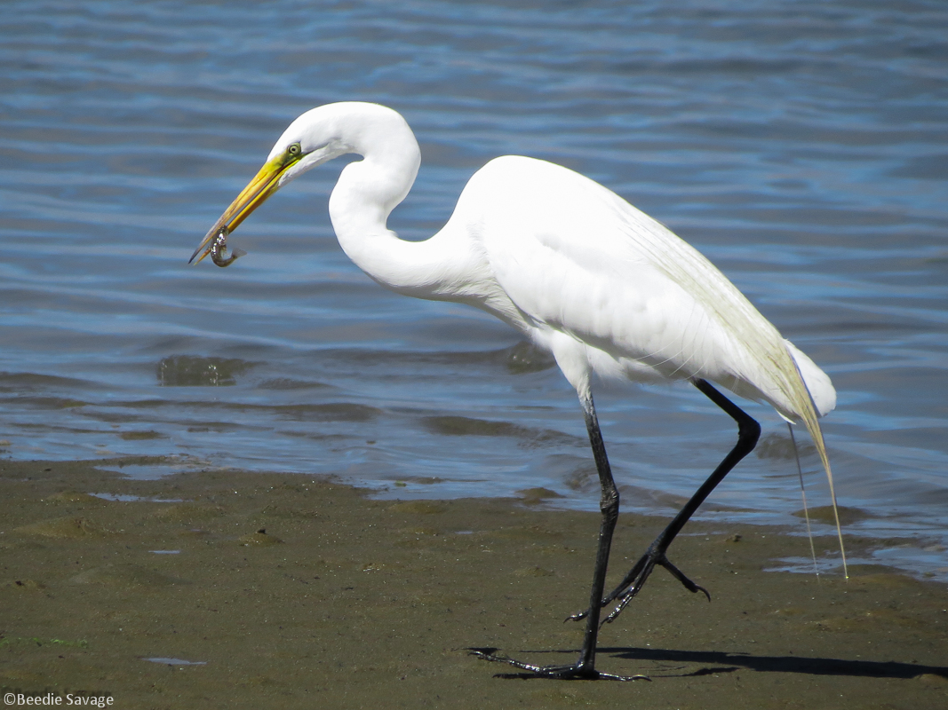 8600 Snowy Egret Stock Photos Pictures  RoyaltyFree Images  iStock   Great egret Great blue heron Osprey
