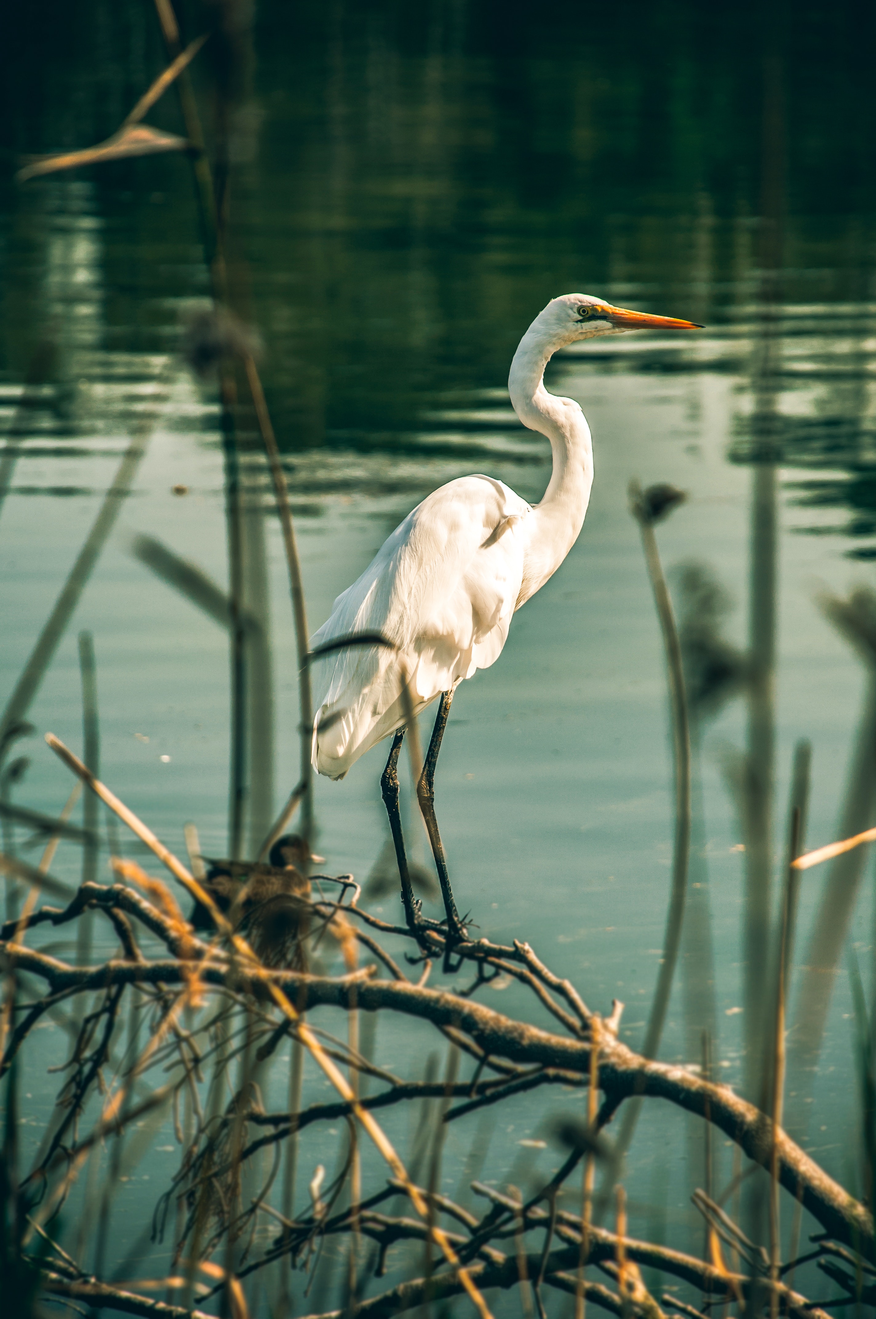 Best Egret Photo · 100% Free Downloads