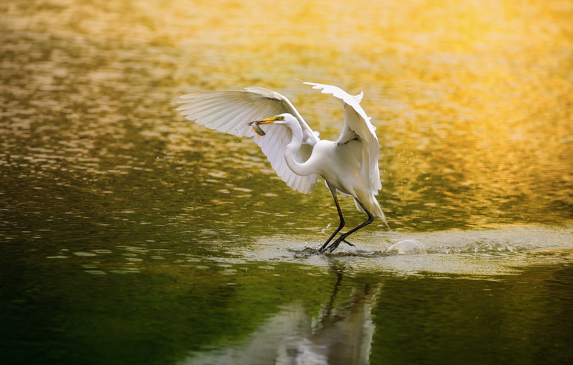 animals, Birds, Water, Egret, Reflection Wallpaper HD / Desktop and Mobile Background