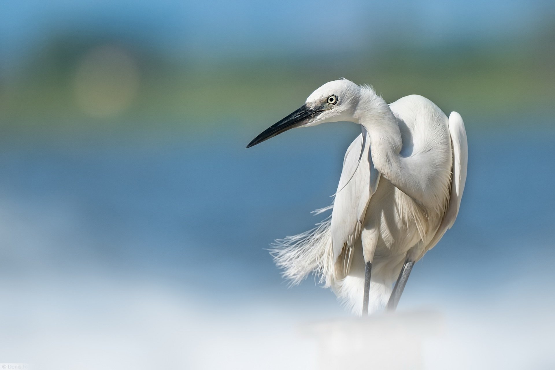 Egret Wallpapers - Wallpaper Cave