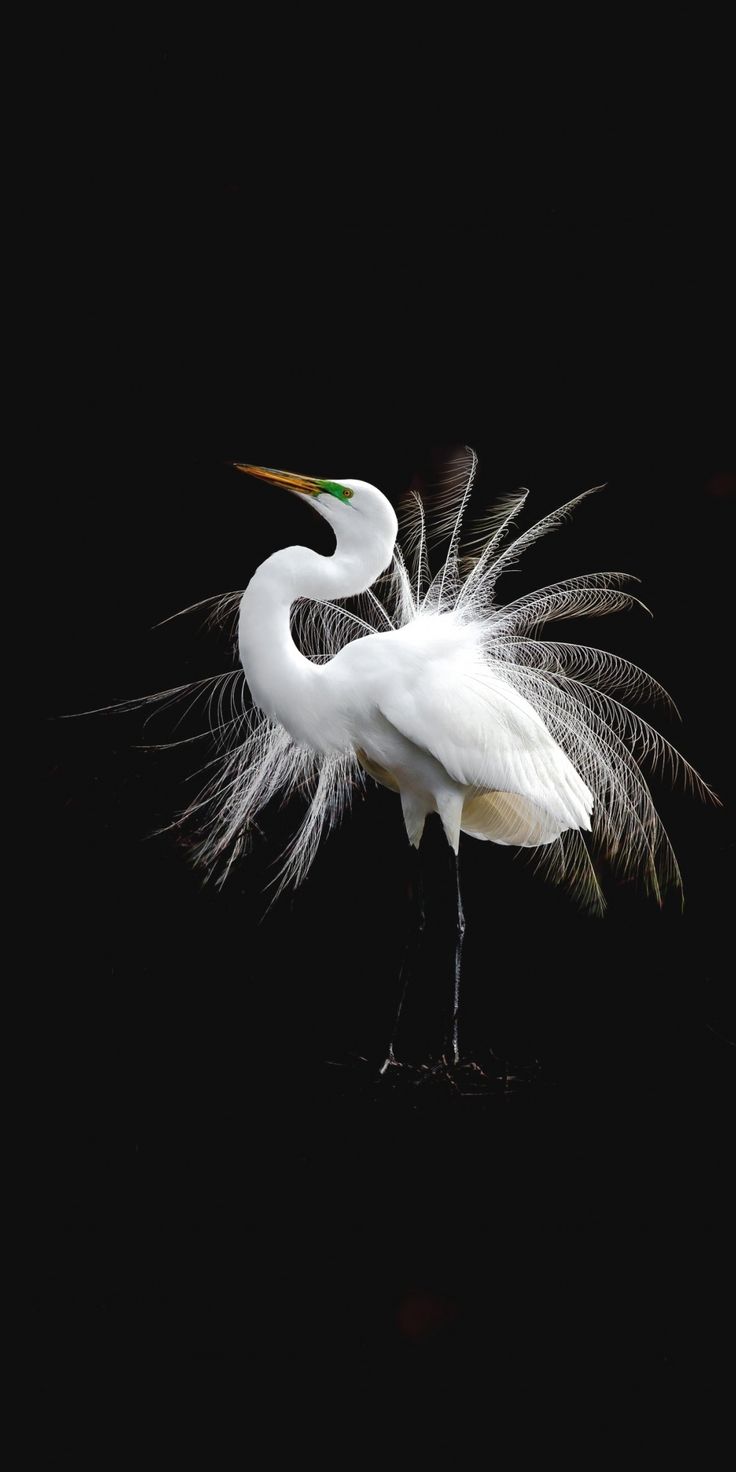 Egret Wallpapers - Wallpaper Cave