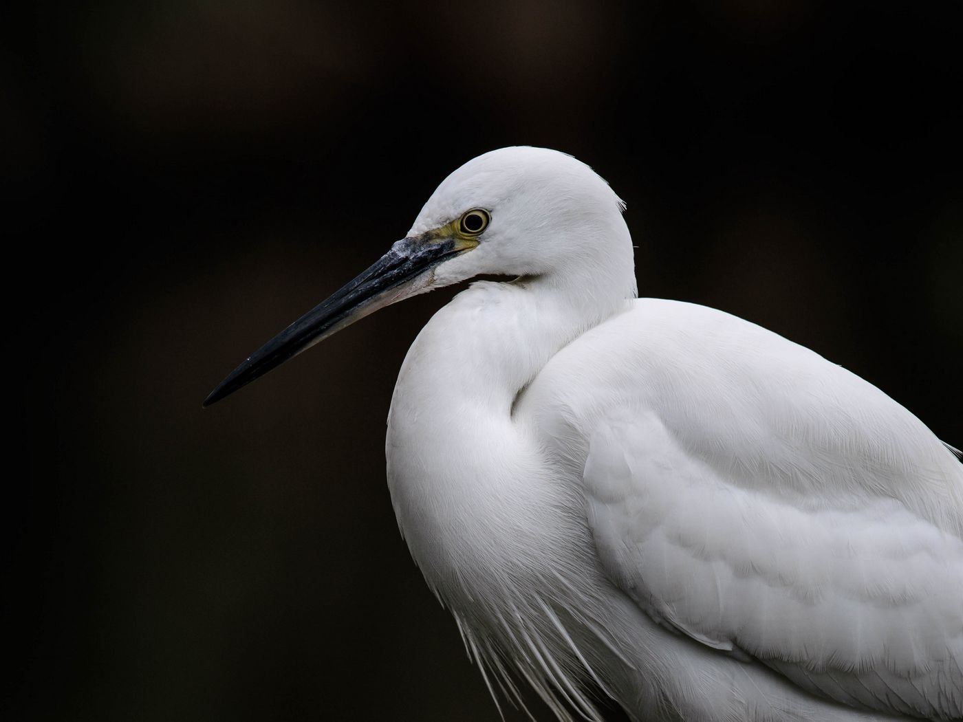 Egret Wallpapers - Wallpaper Cave