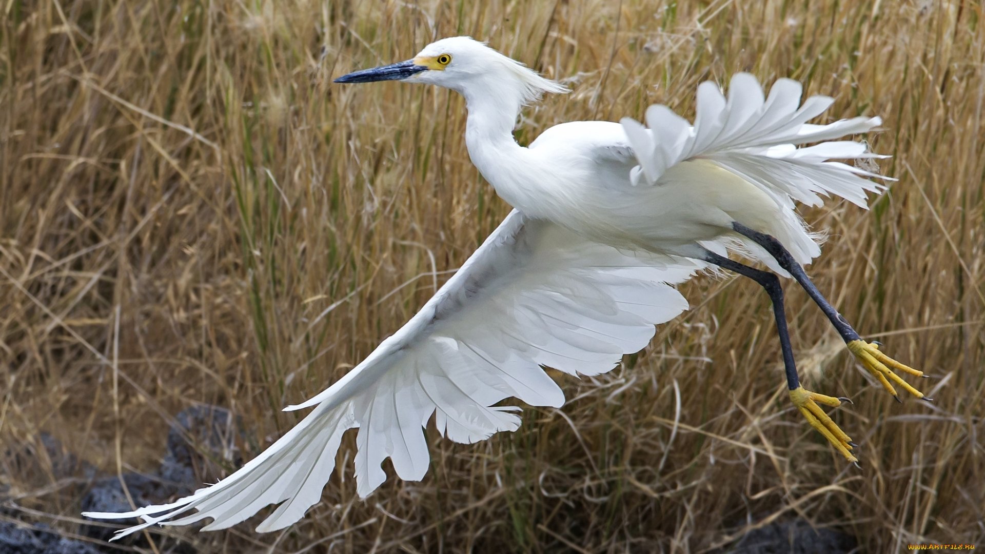 Heron wallpaper 1920x1080 Full HD (1080p) desktop background