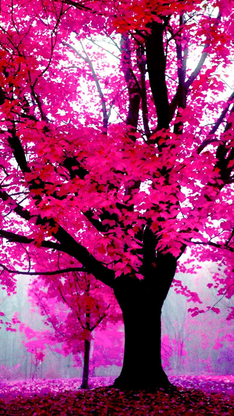 pink iphone wallpaper forest iphone 13 wallpaper, Best iPhone Wallpaper and iPhone background, WallpaperUpdate, Best iPhone Wallpaper and iPhone background