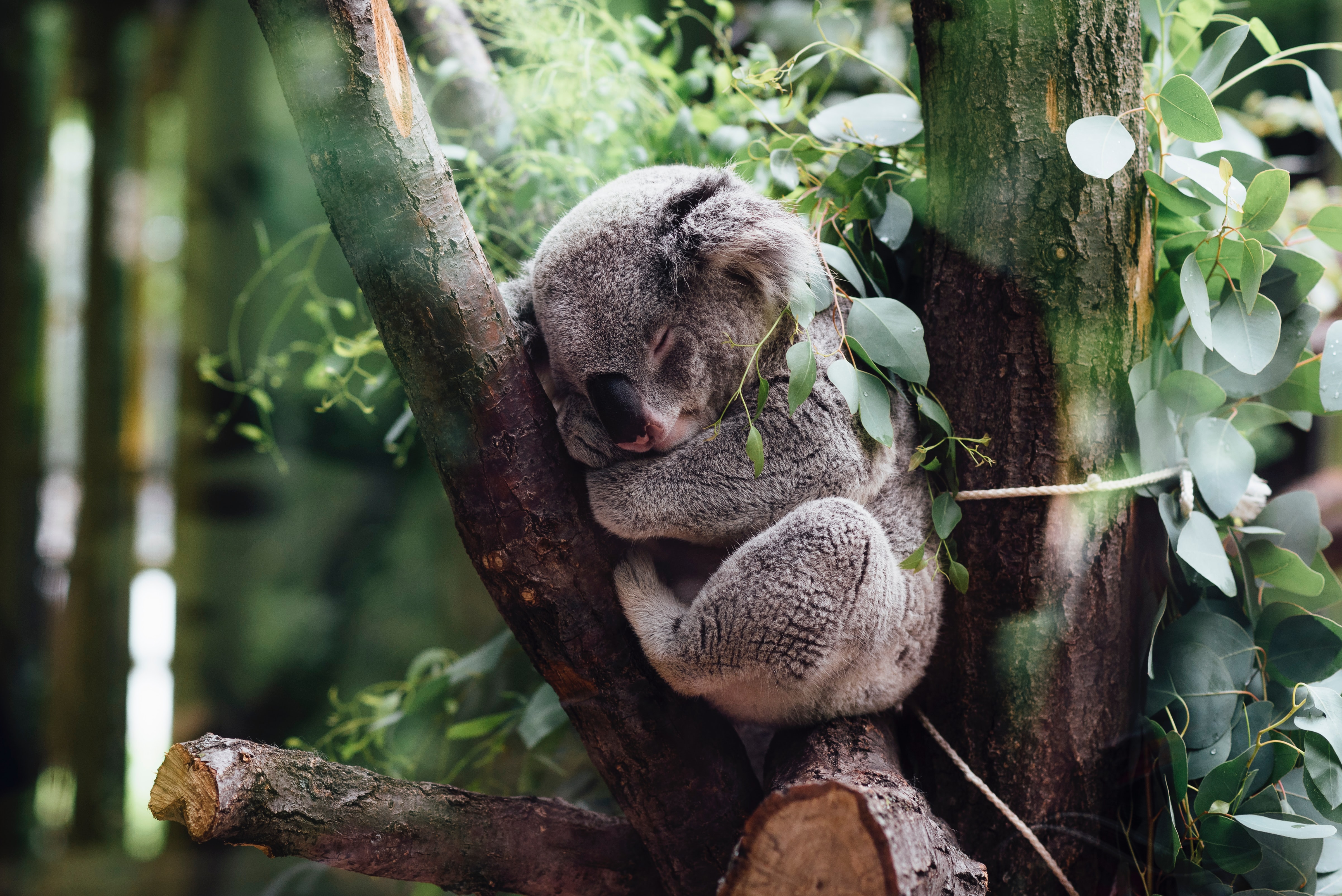 Sloths and koalas have something very rare in common