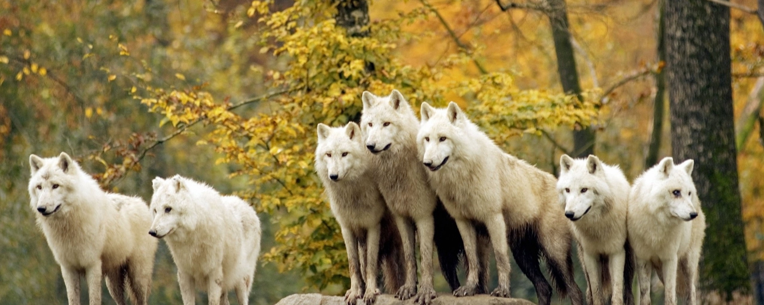 белый волк балтым фото кафе