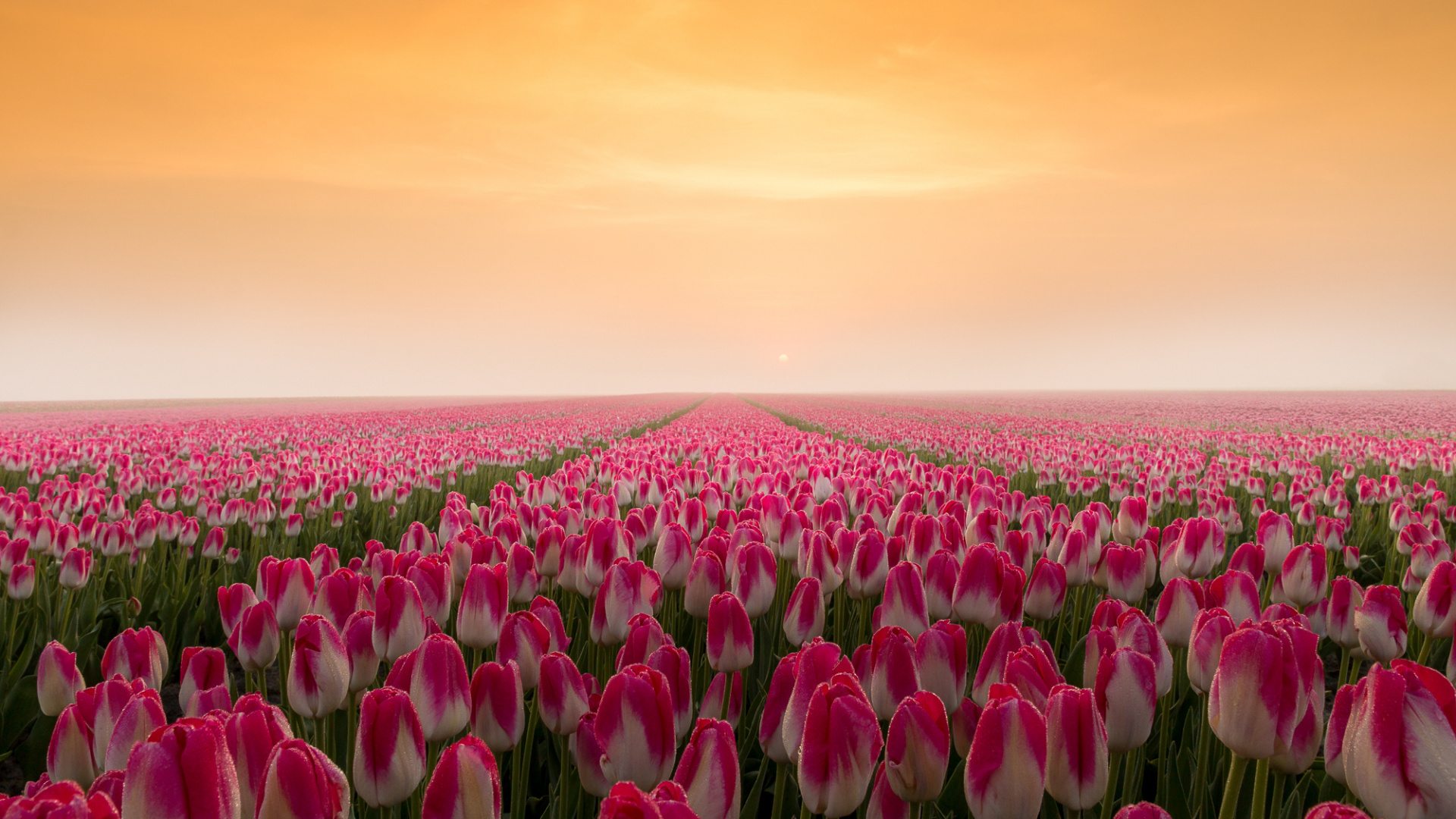 Tulip, Tulips, Meadow, Flower, Spring Wallpaper In Wallpaper & Background Download