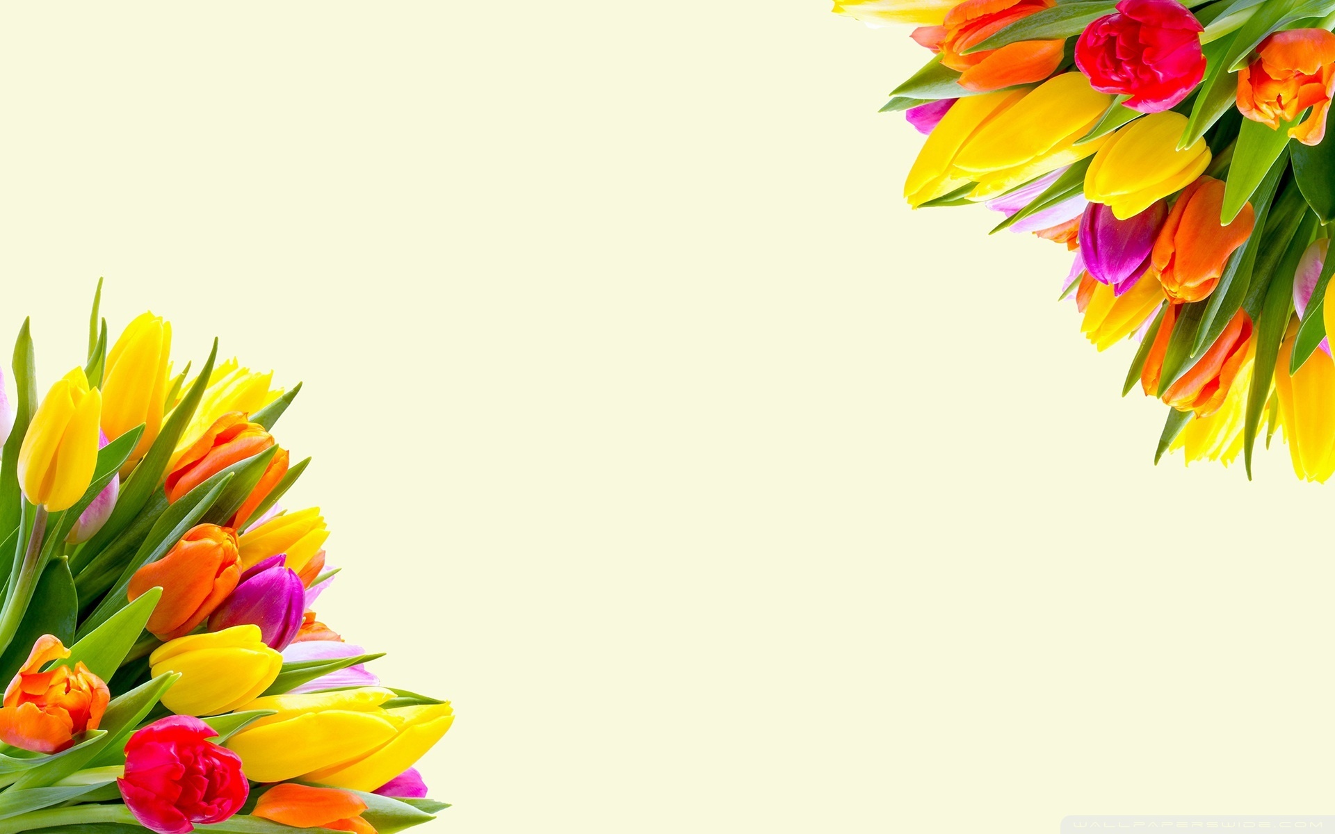 Spring Tulips Bouquets Ultra HD Desktop Background Wallpaper for 4K UHD TV, Widescreen & UltraWide Desktop & Laptop, Tablet