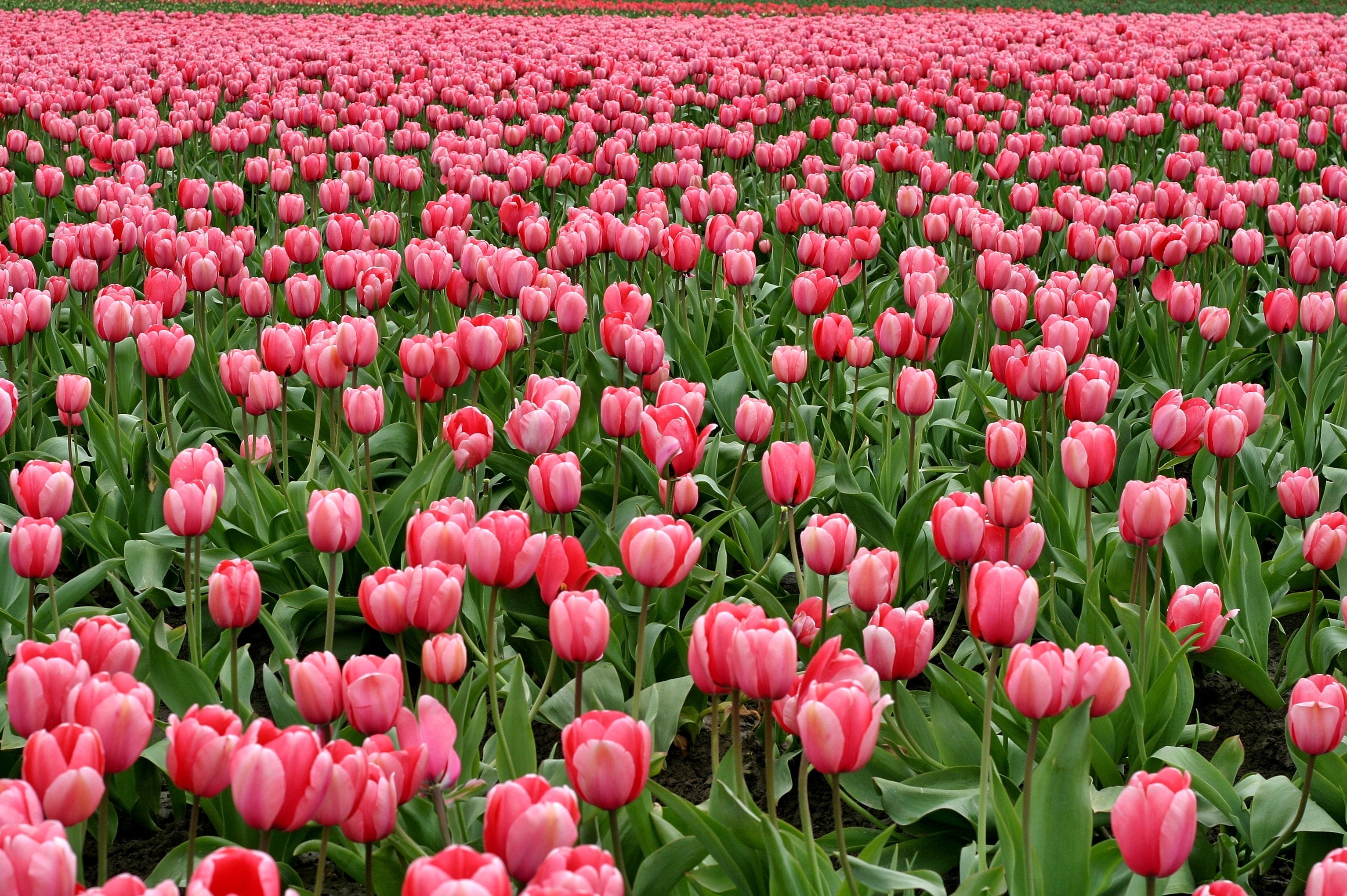 Best Tulips Photo · 100% Free Downloads