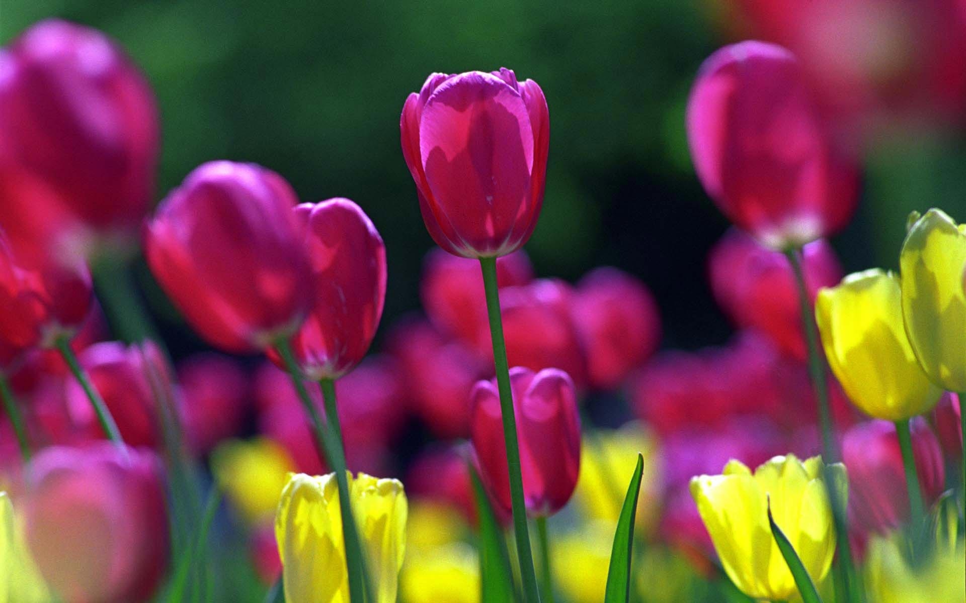 Spring tulips wallpaper. Spring tulips