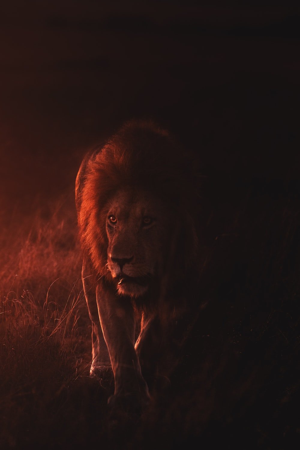 Lion Roar Picture. Download Free Image