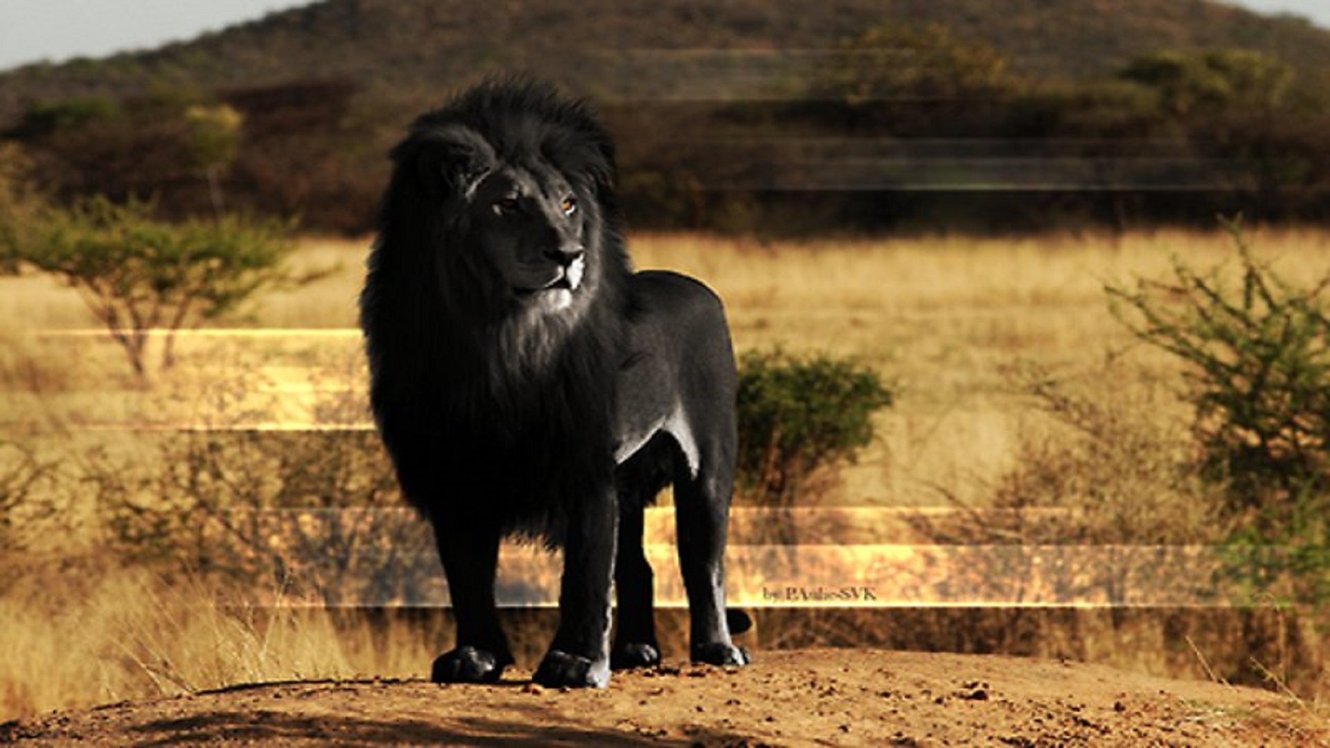 Black African Lion Hd Free Wallpaper For Desktop