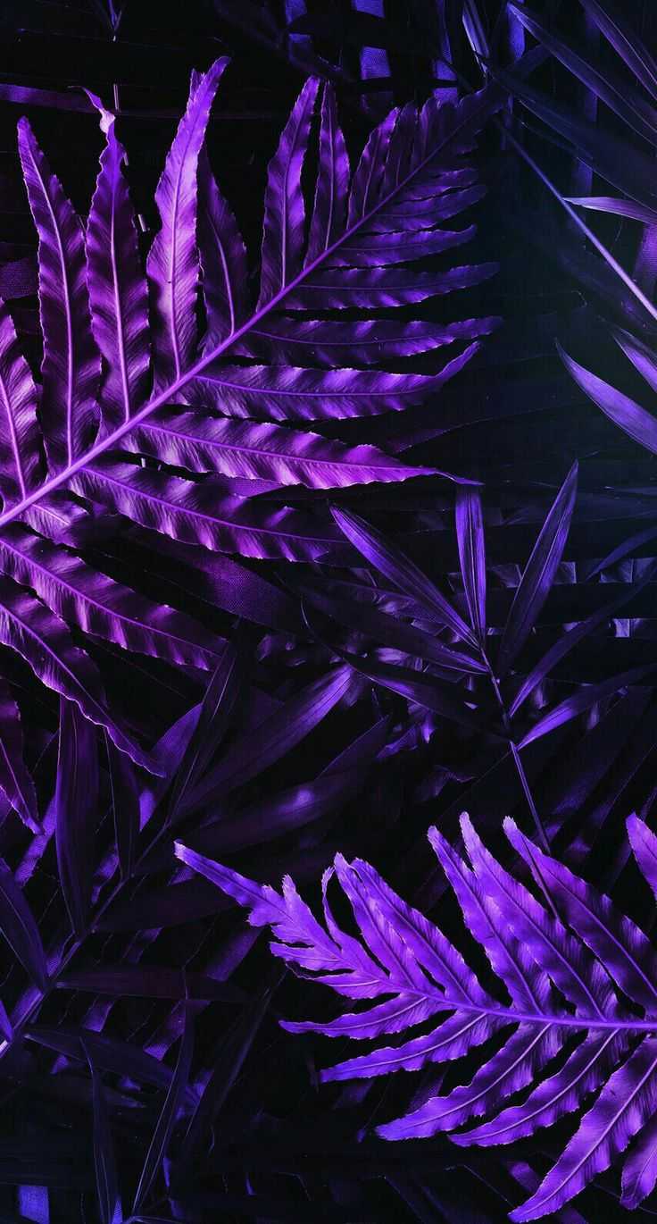 Mobile Purple Aesthetic Wallpaper