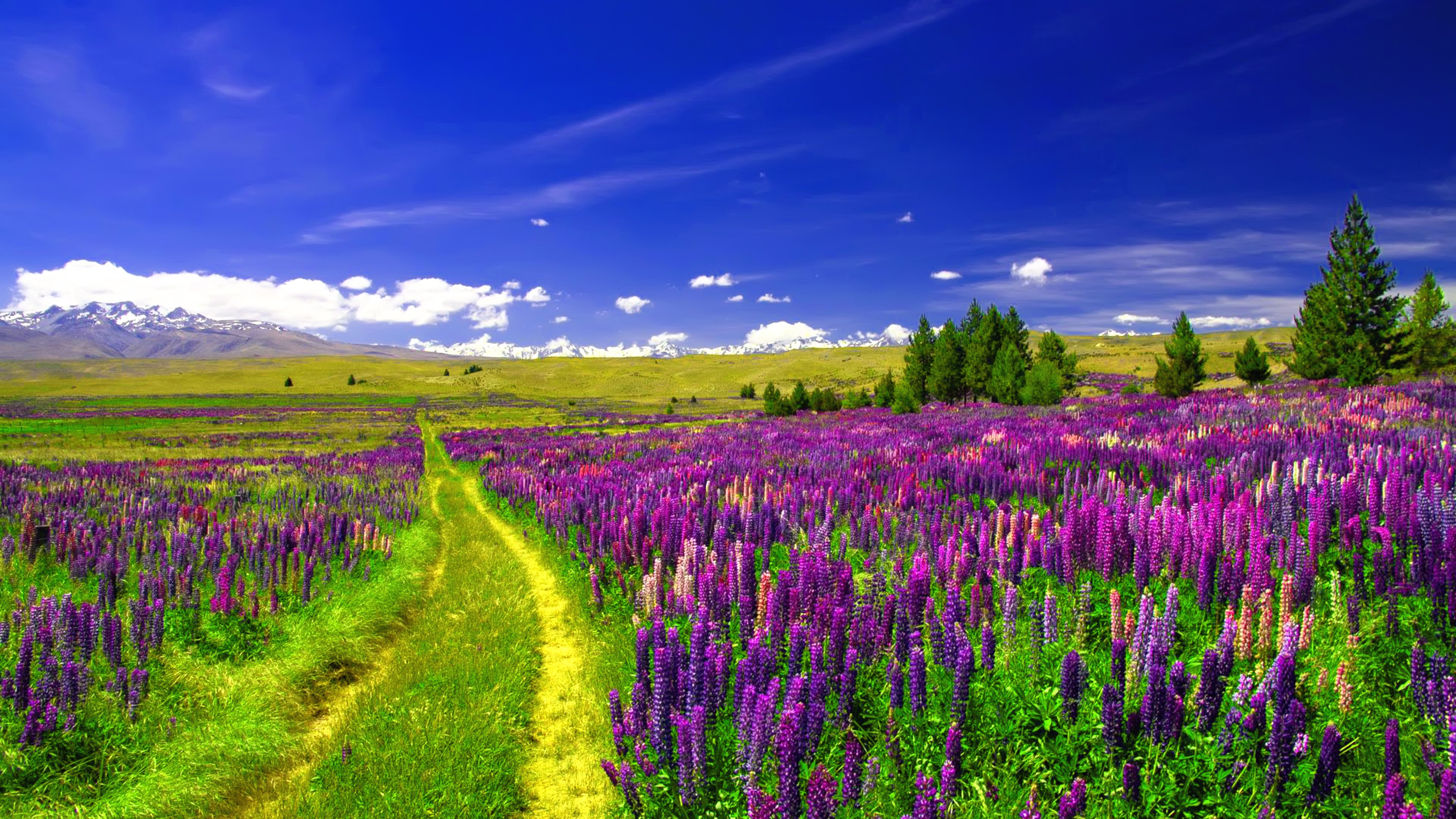 Spring Landscape Lupin Field Path 4k Ultra HD Wallpaper, Wallpaper13.com