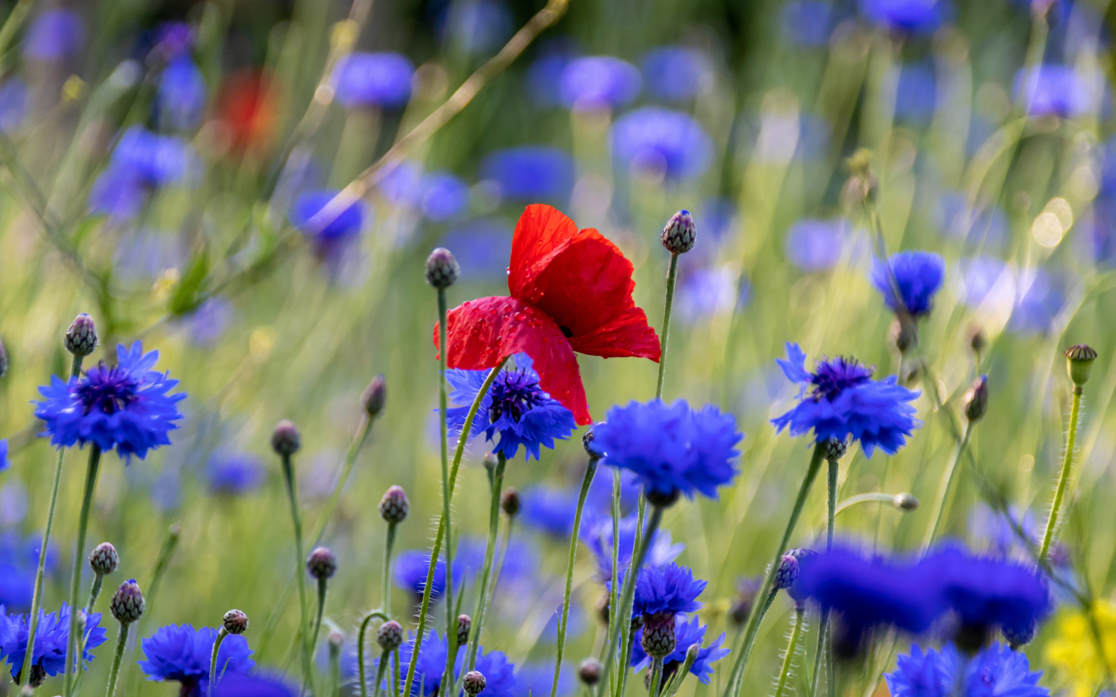 Download 3840x2400 red poppy, blue flowers, meadow, spring 4k wallpaper, 4k, ultra HD 16:10 wallpaper, 3840x2400 HD image, background, 25197