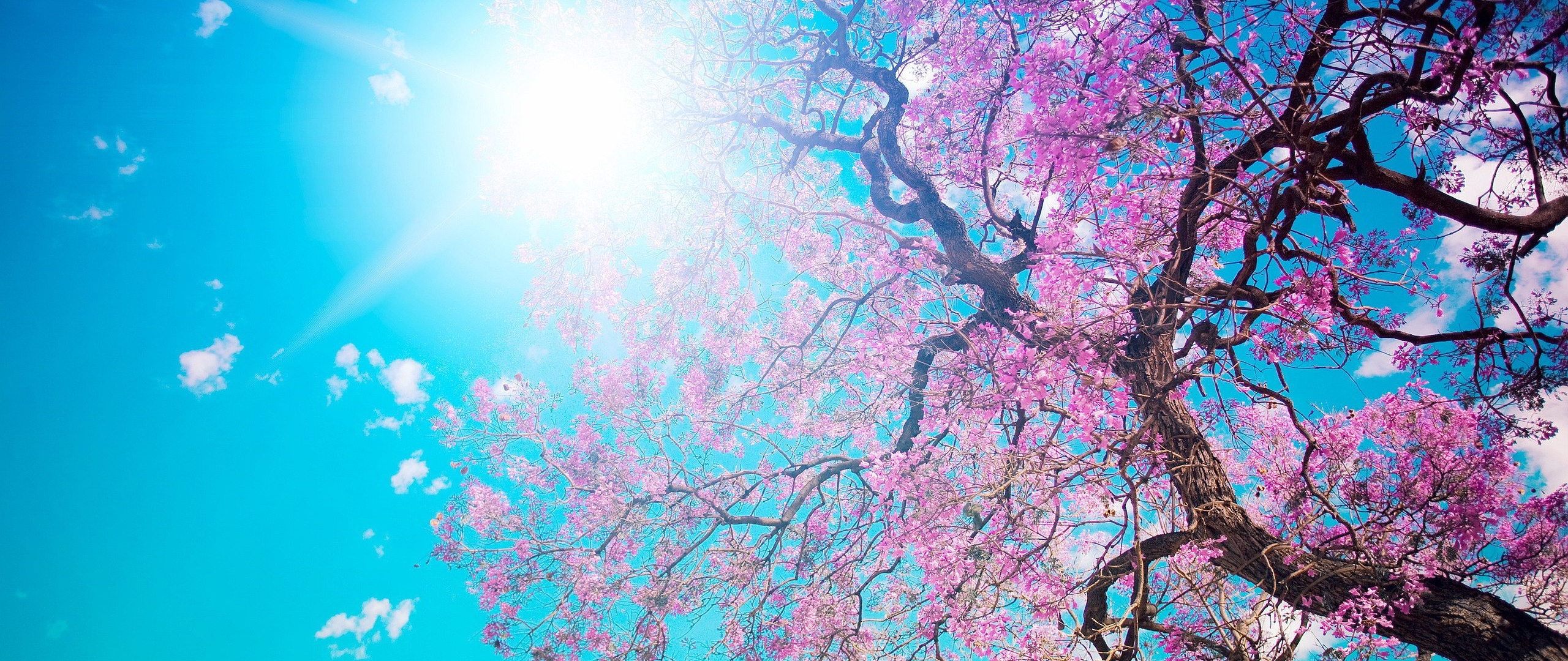 Cherry Blossom Tree 2560x1080 Resolution HD 4k Wallpaper, Image, Background, Photo and Picture