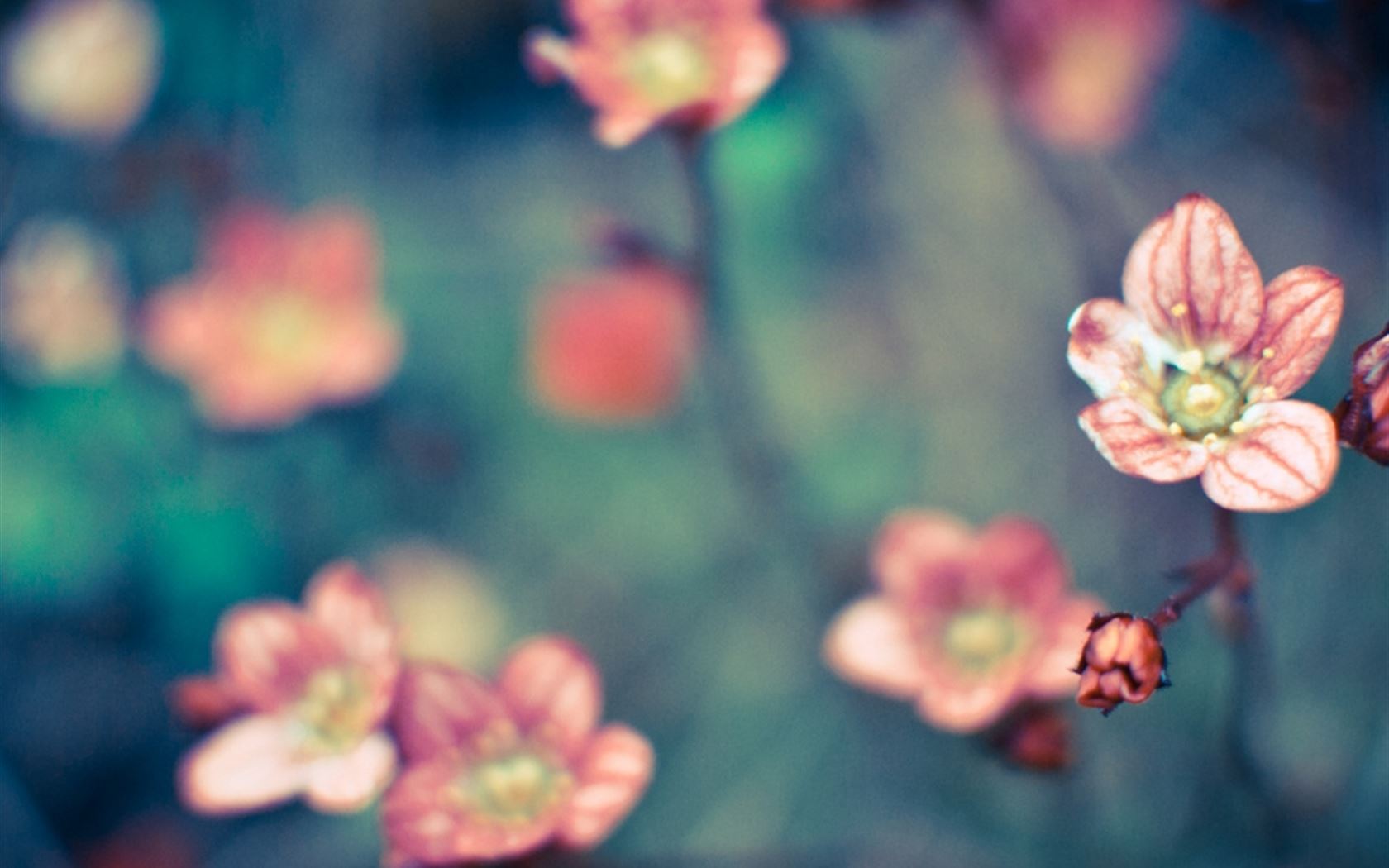 Pure Little Flower Bloomy Field Blurry iPad Wallpaper Free Download