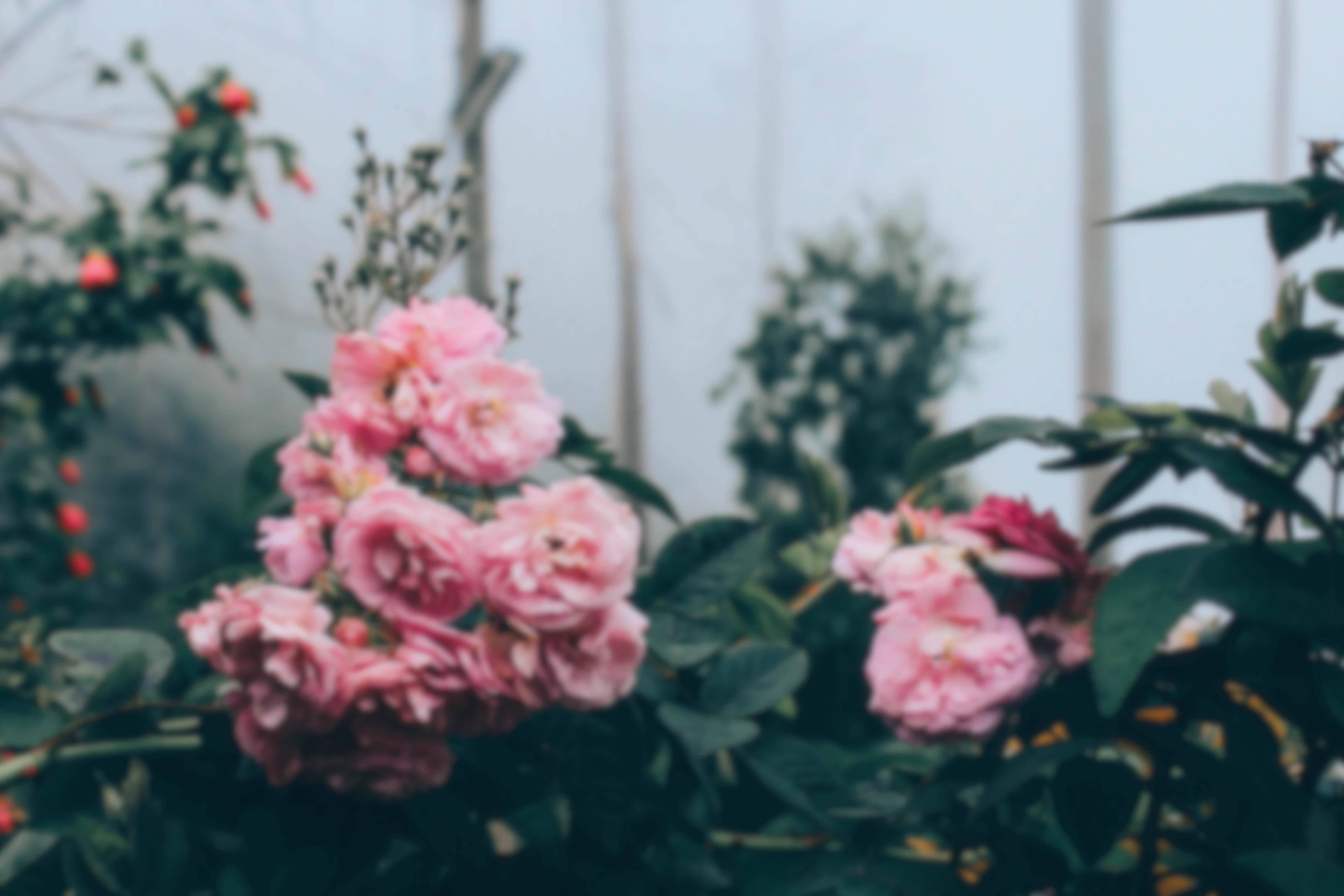 Wallpaper Pink Roses, Blurry:5184x3456