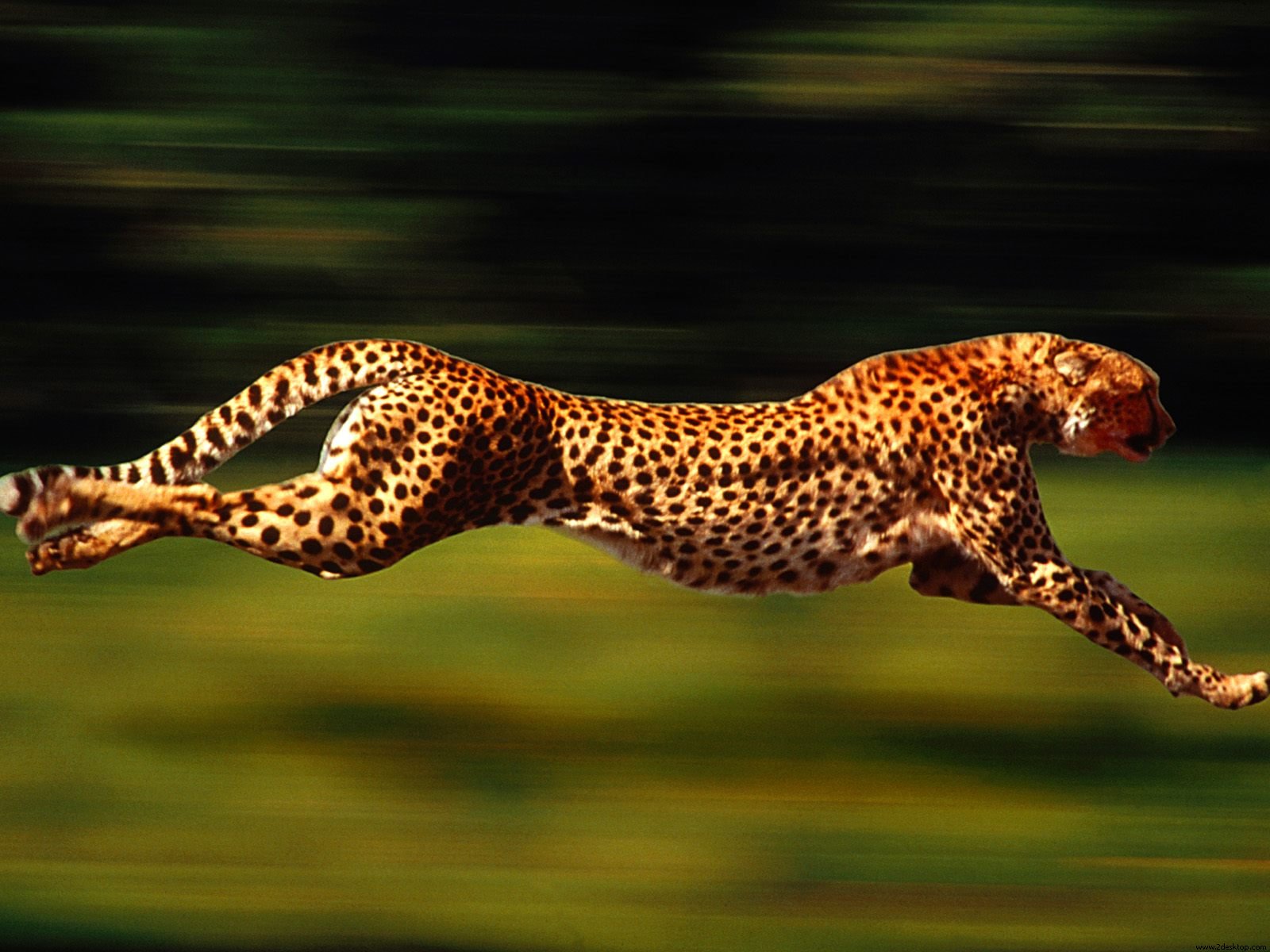 Cheetah running wallpaperx1200