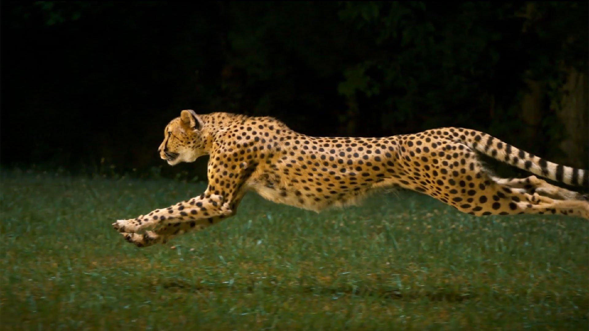 running cheetah hd