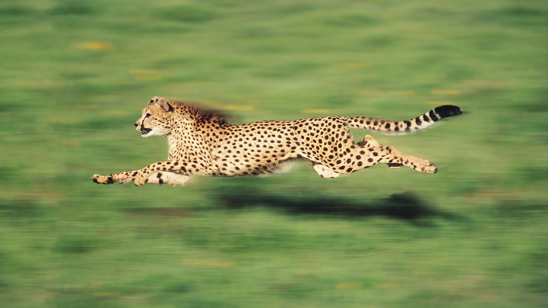 Cheetah Running Wallpapers Wallpaper Cave