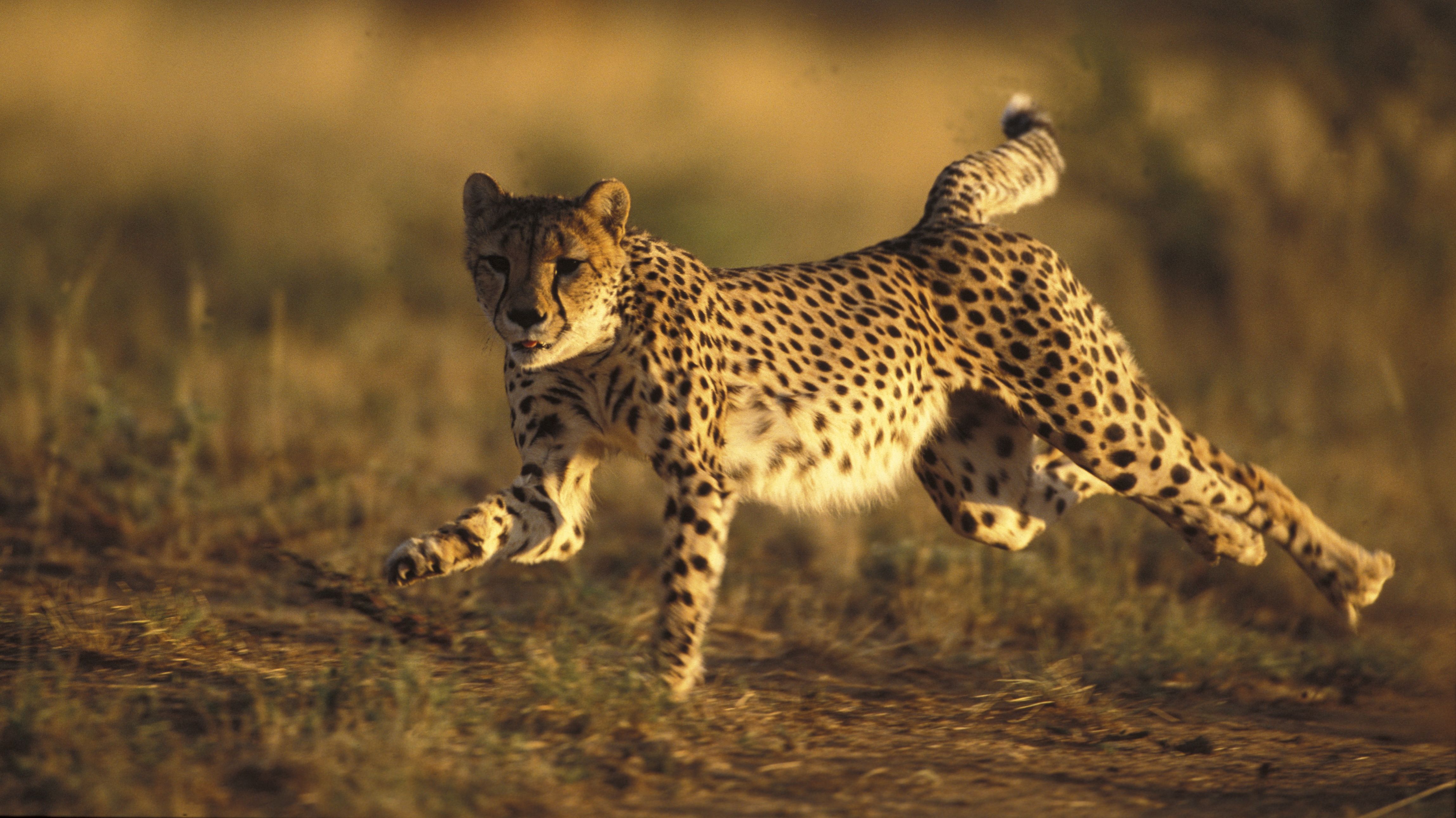 Cheetah 4K Wallpaper Free Cheetah 4K Background