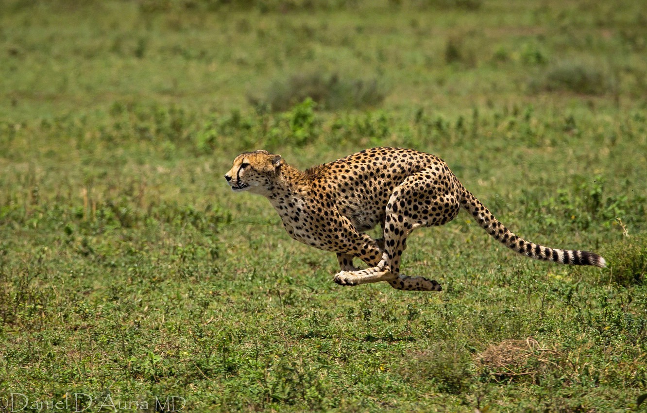 Wallpaper animal, running, spot, Cheetah, runs image for desktop, section кошки
