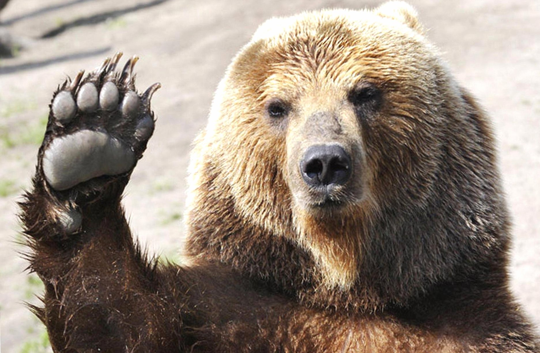 Funny hello bear Wallpaper HD Download