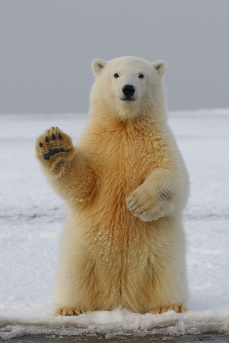 Download Wallpaper 800x1200 Polar Bear, Bear, Paw, Funny Iphone 4s 4 For Parallax HD Background