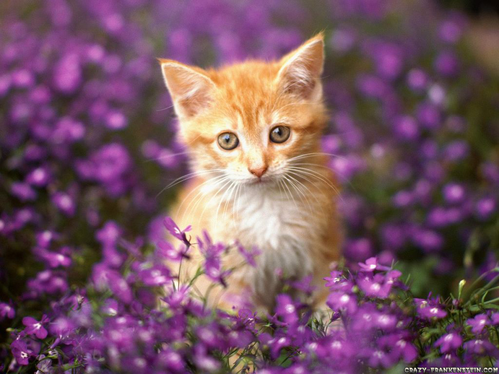 Sping Time ♥ Kittens Wallpaper