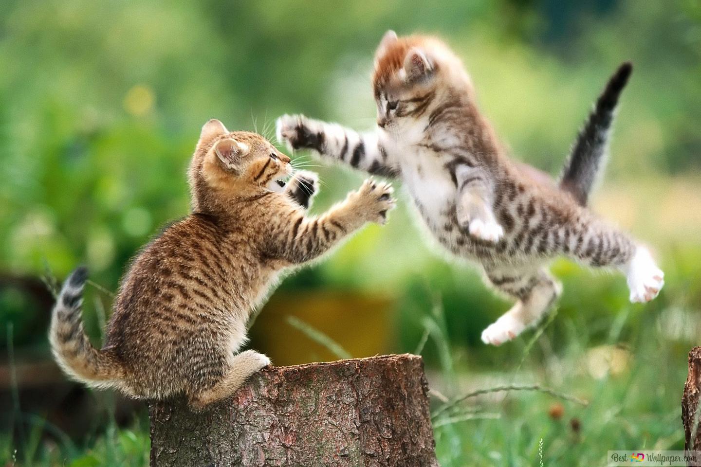 Amazingly cute two cats gaming each other on the wood HD wallpaper download