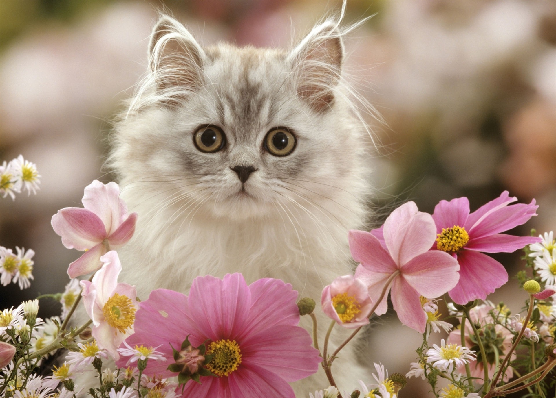 Cat HD Wallpaper
