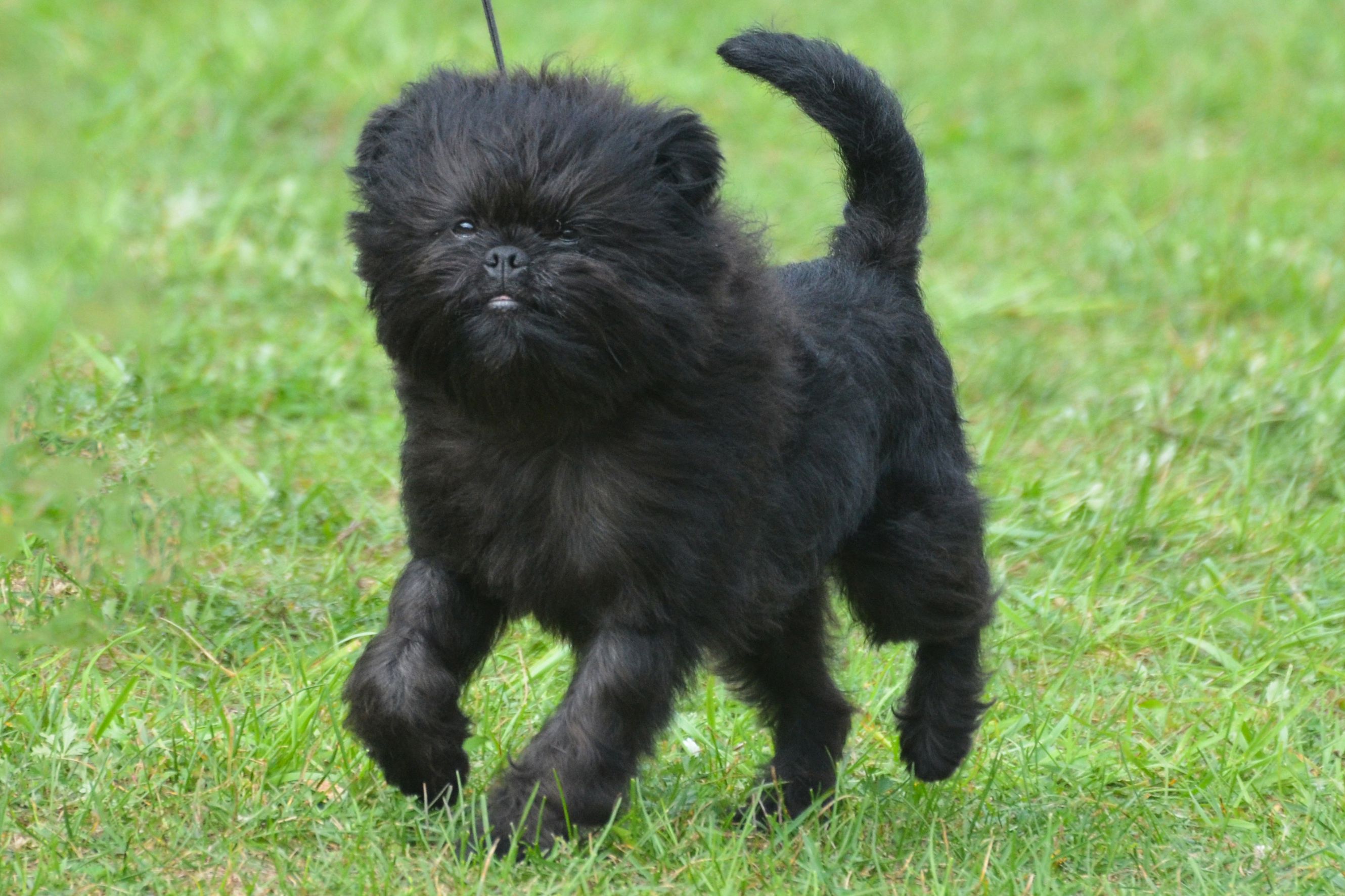 Affenpinscher Wallpapers - Wallpaper Cave