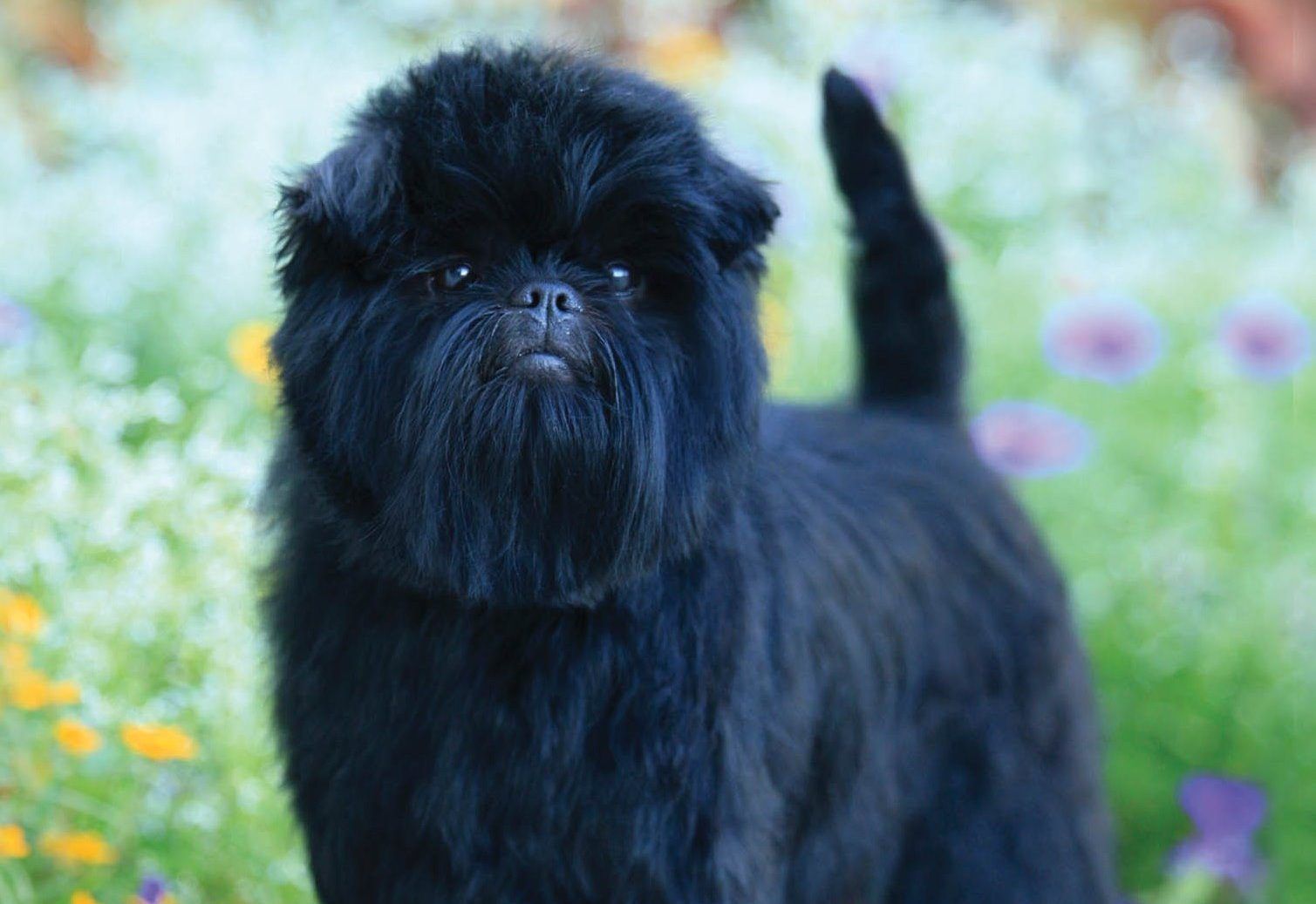 Affenpinscher Wallpapers - Wallpaper Cave