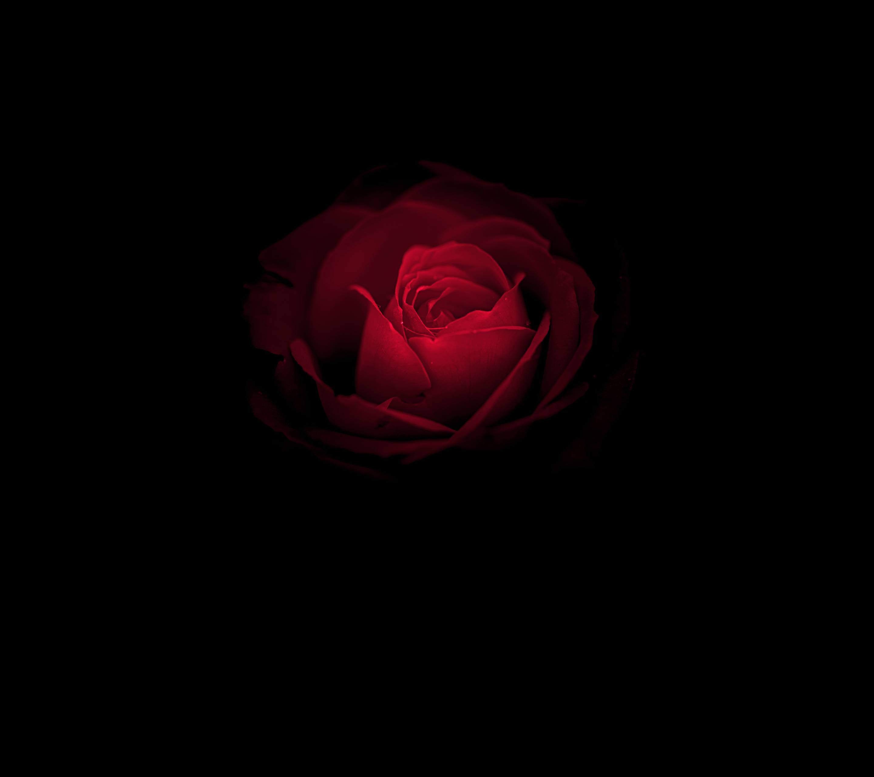 Black Flowers Wallpaper For Android.org. Black flowers wallpaper, Red roses, Android wallpaper