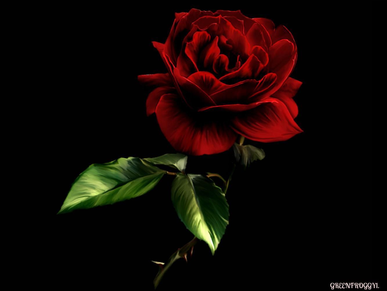Black and Red Rose Wallpaper
