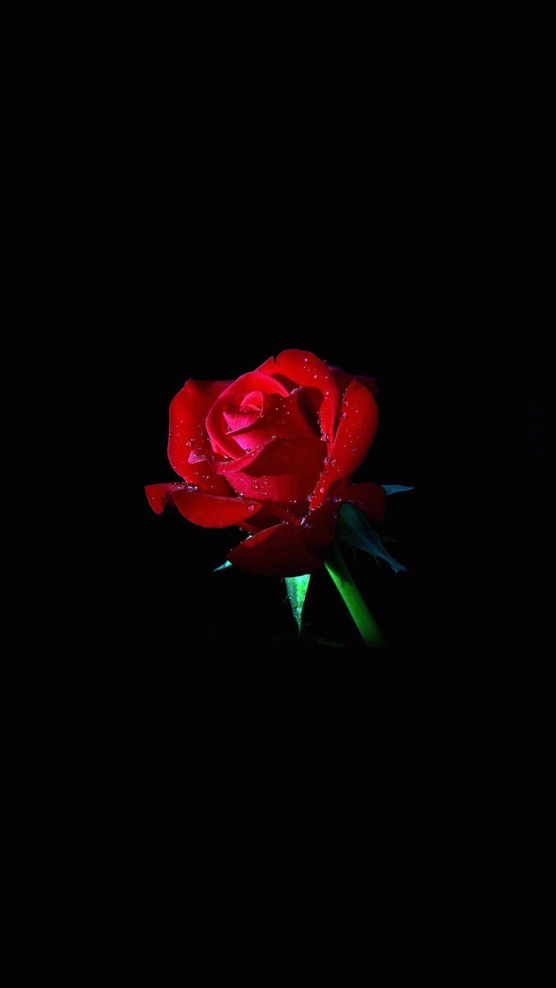 Black and Red Rose Wallpaper