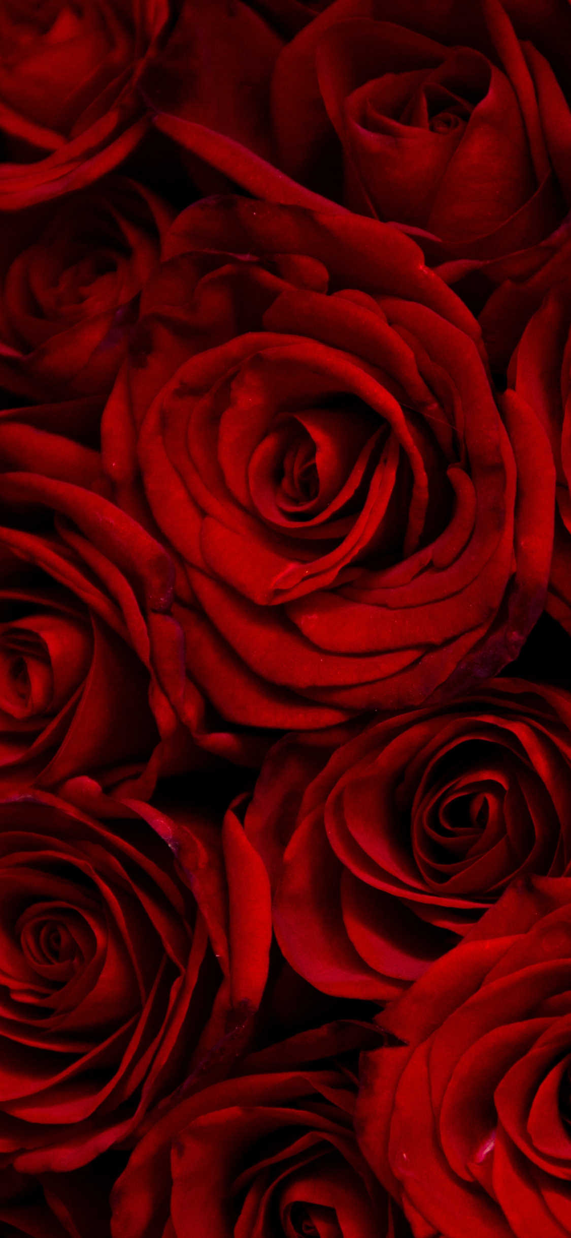 Download dark, red roses, decorative 1125x2436 wallpaper, iphone x, 1125x2436 HD image, background, 9700