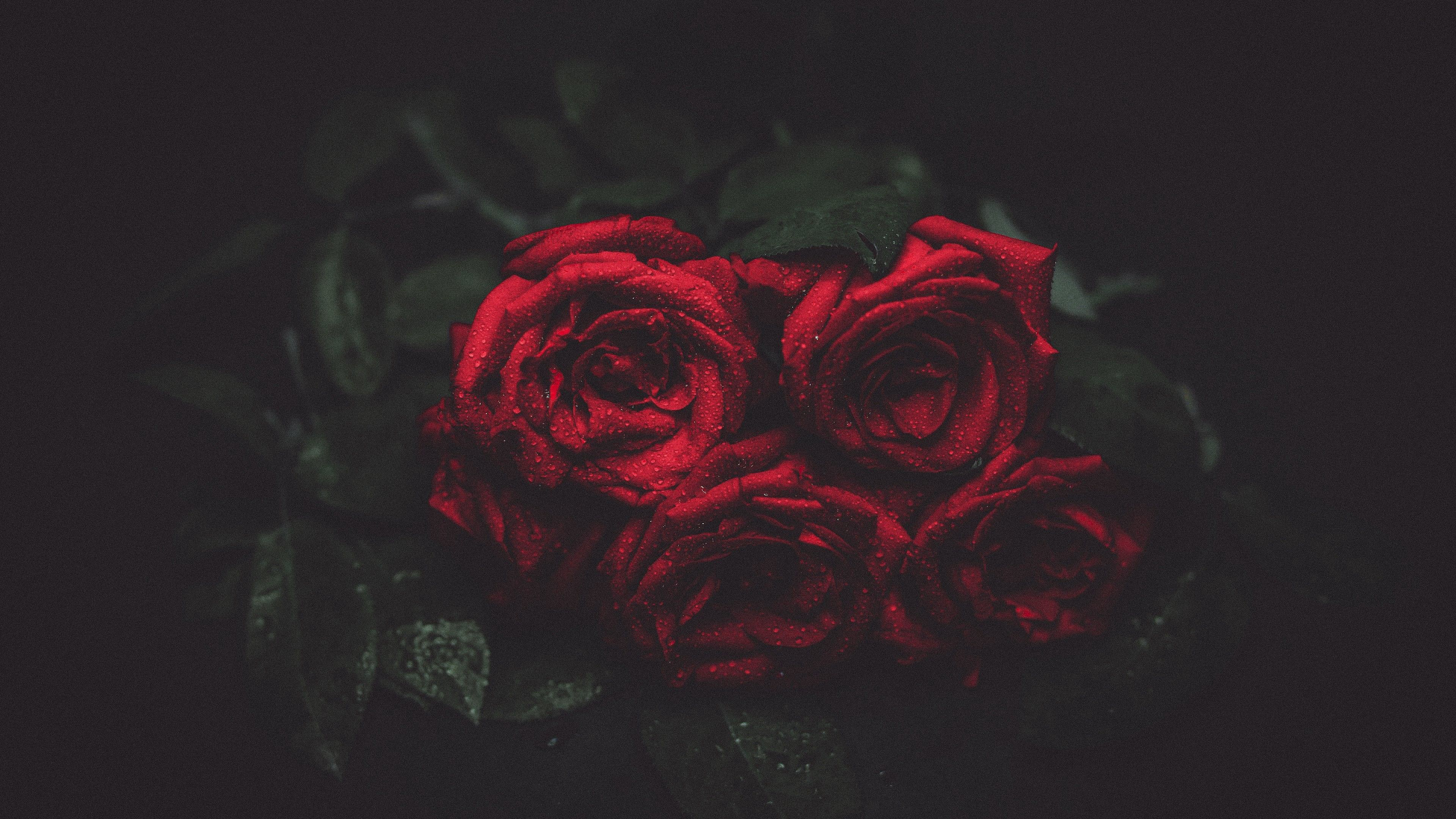 Red rose background Collection